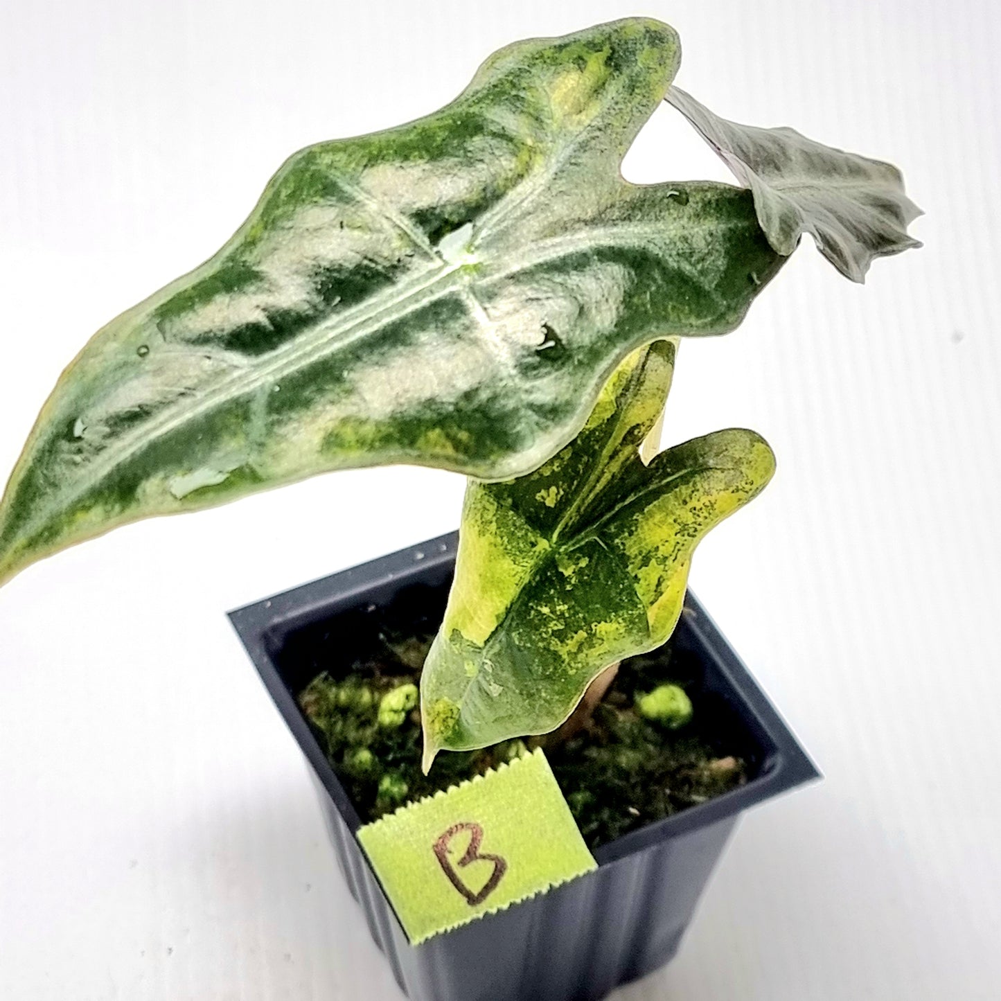 Alocasia sanderiana "Nobilis" Aurea Variegated