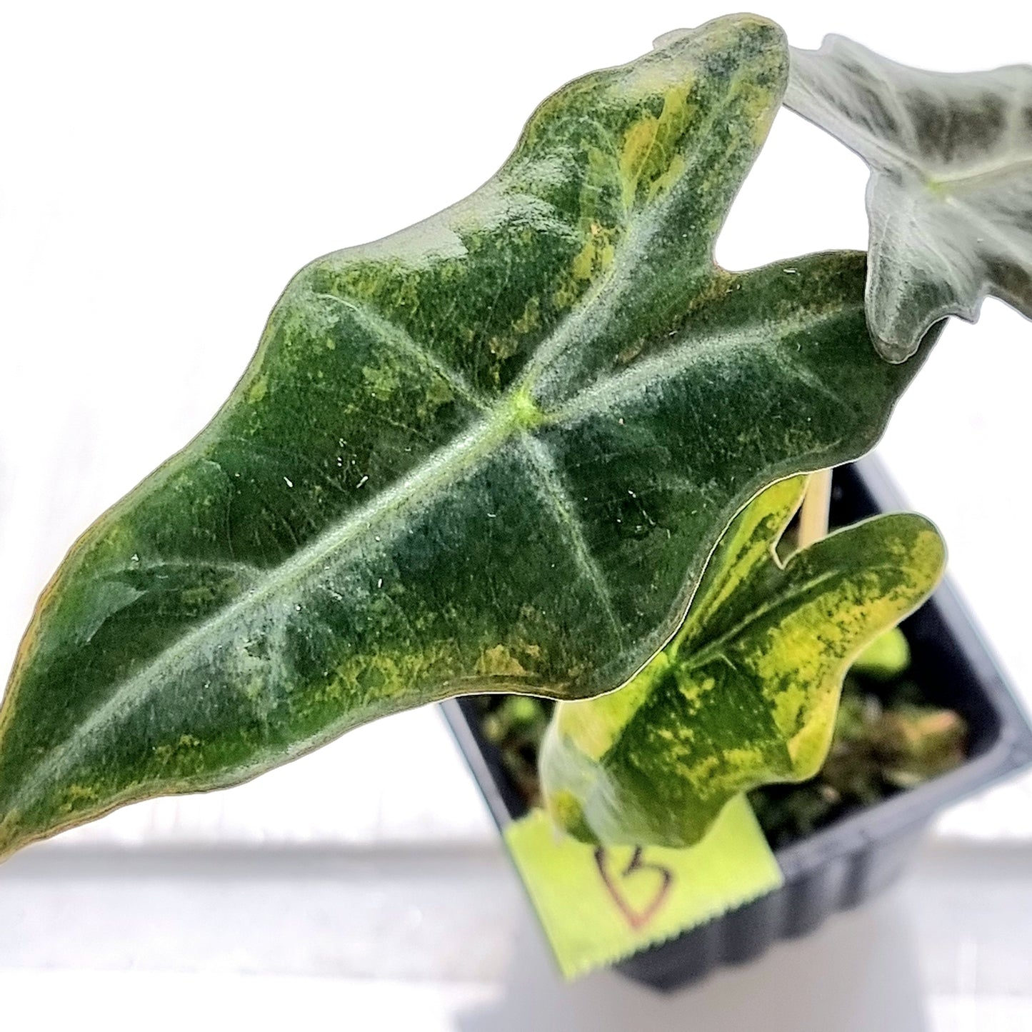 Alocasia sanderiana "Nobilis" Aurea Variegated