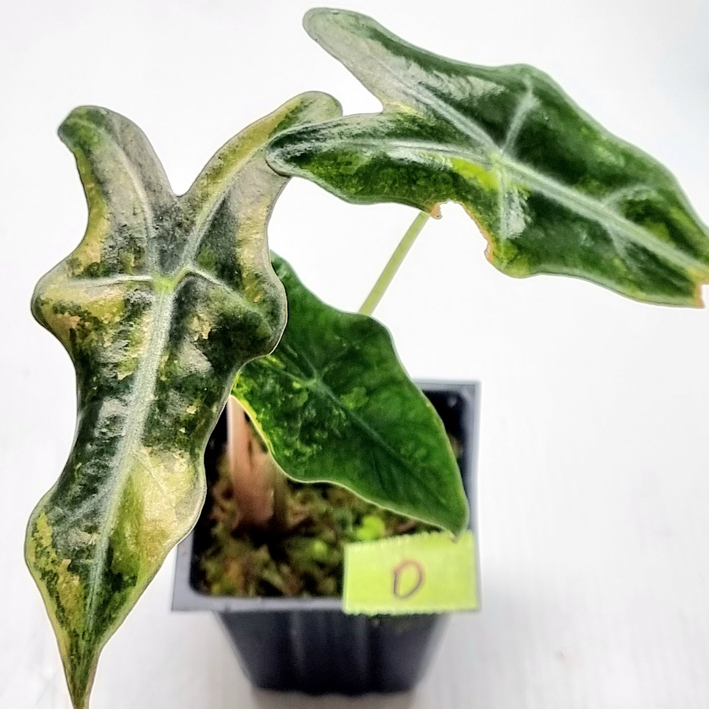 Alocasia sanderiana "Nobilis" Aurea Variegated