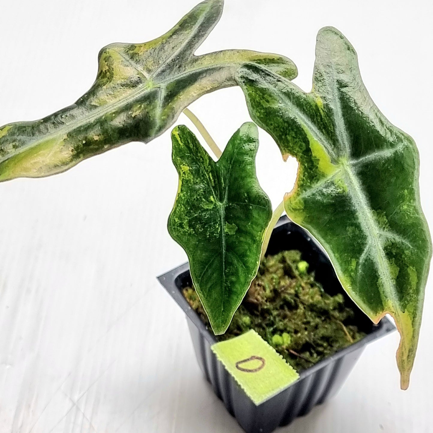 Alocasia sanderiana "Nobilis" Aurea Variegated