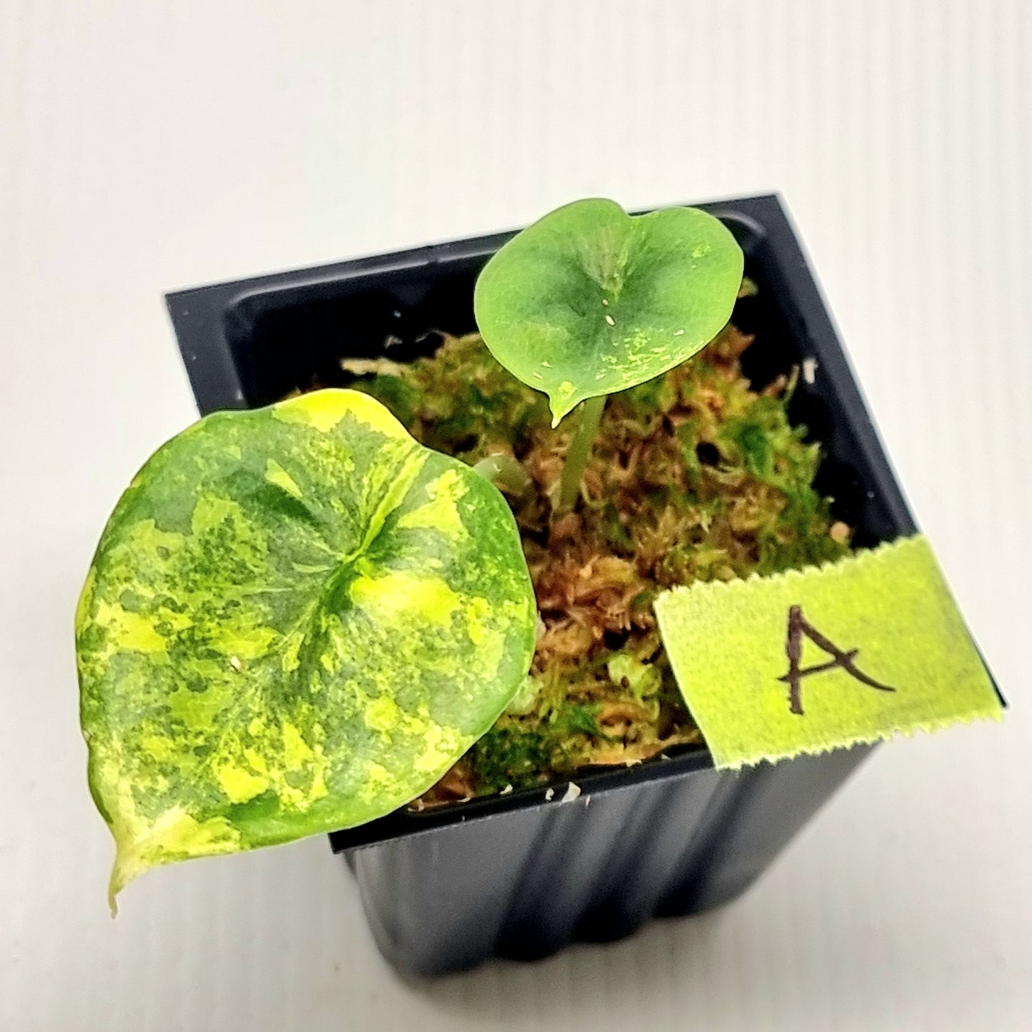Alocasia Nebula Aurea Variegated