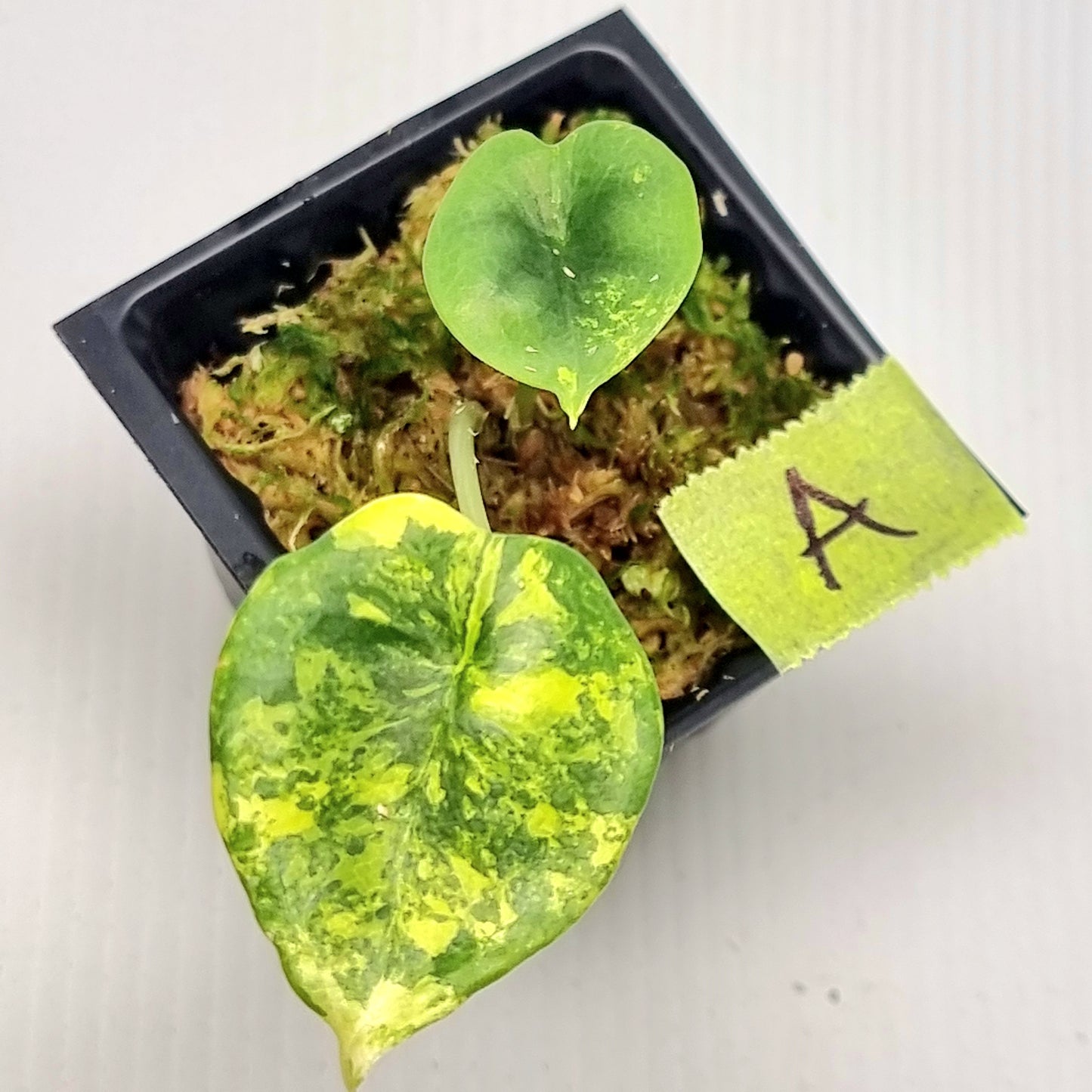 Alocasia Nebula Aurea Variegated
