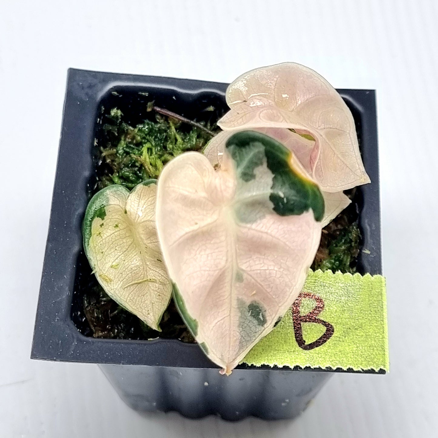 Alocasia Heart Balloon Pink Highly Variegated