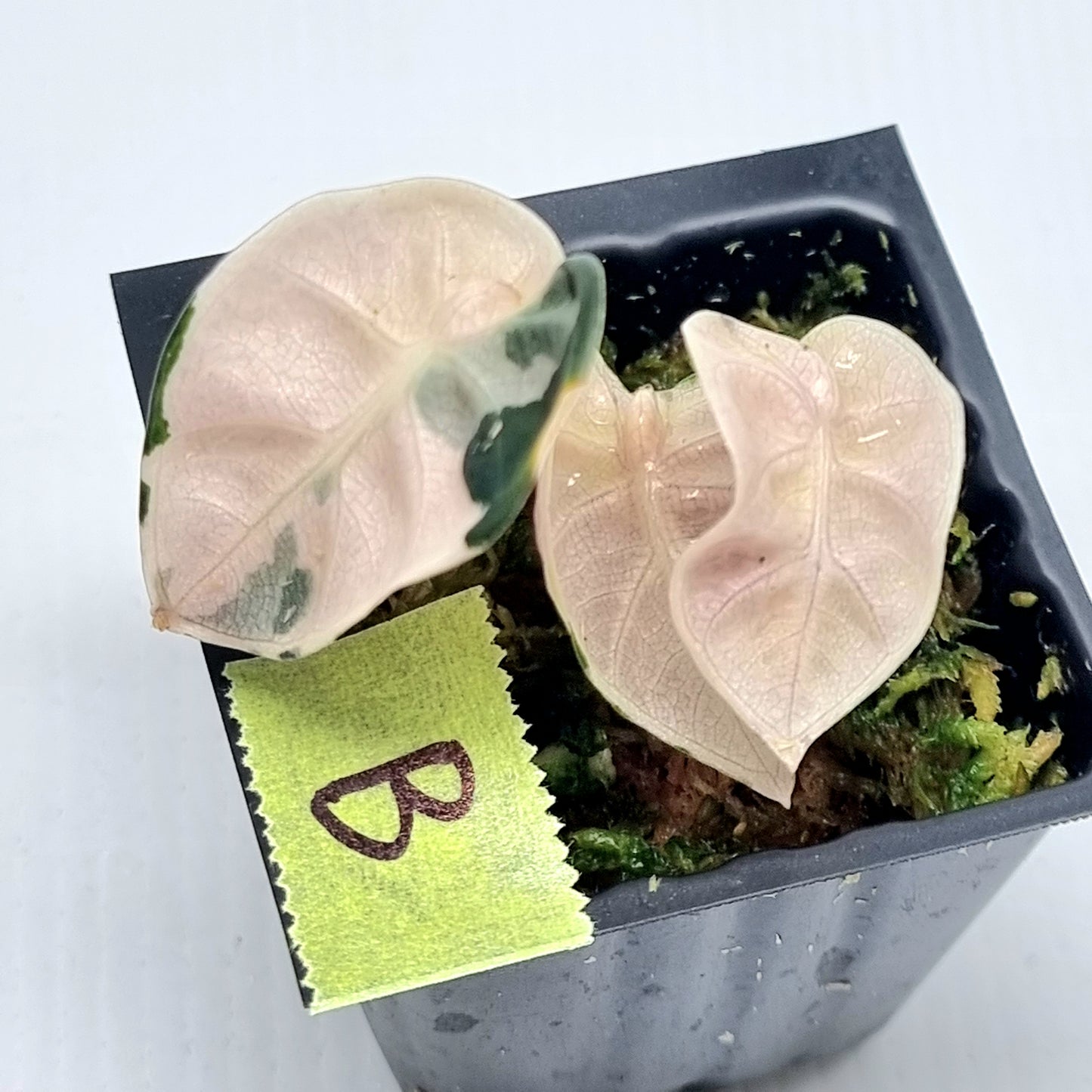 Alocasia Heart Balloon Pink Highly Variegated