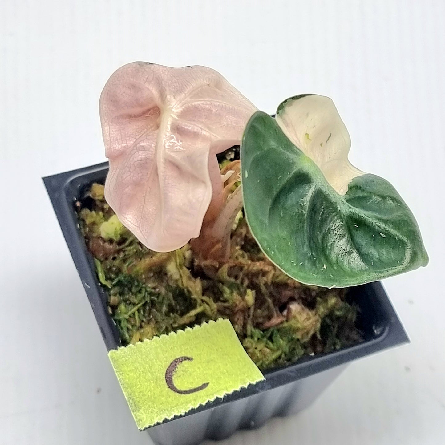 Alocasia Heart Balloon Pink Highly Variegated