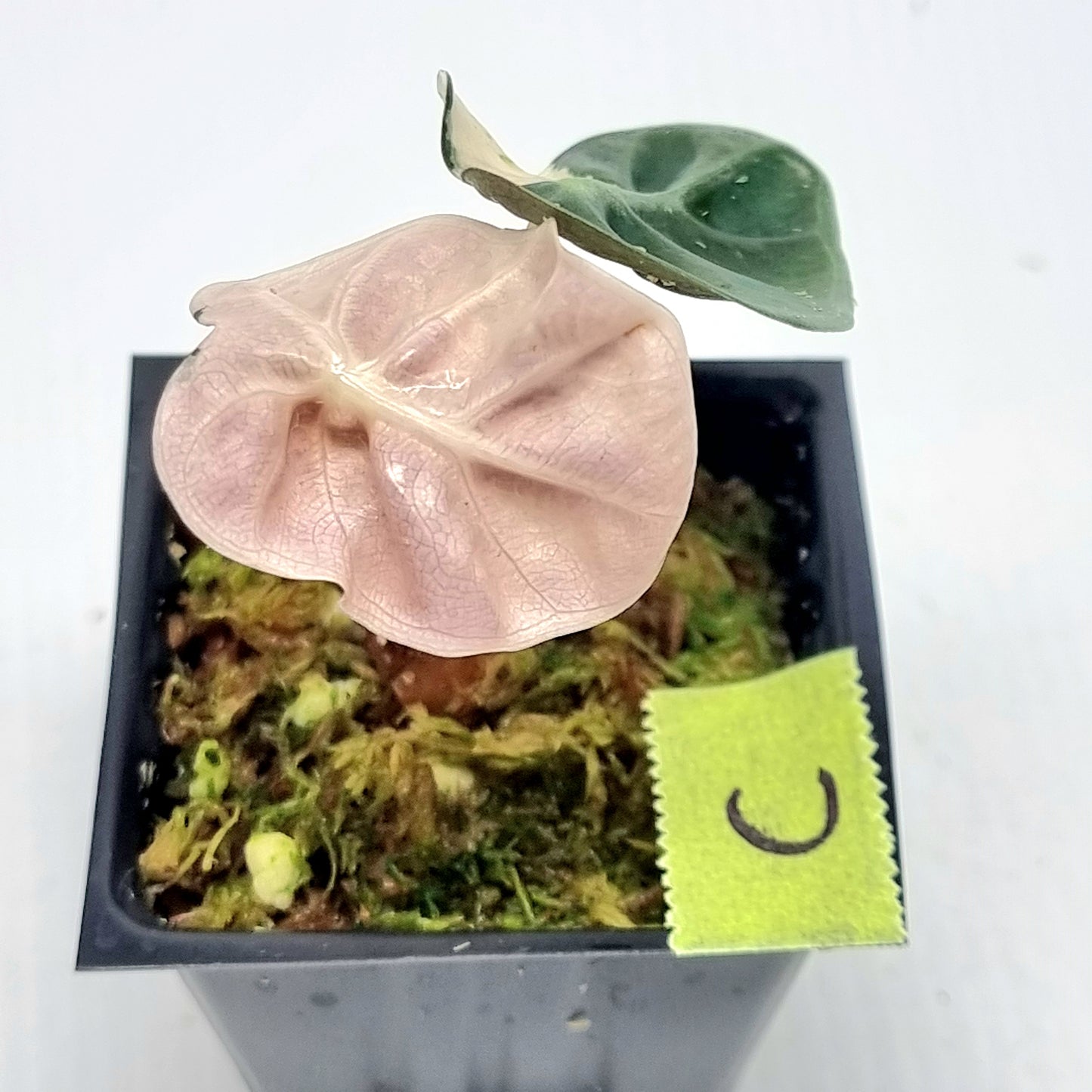 Alocasia Heart Balloon Pink Highly Variegated