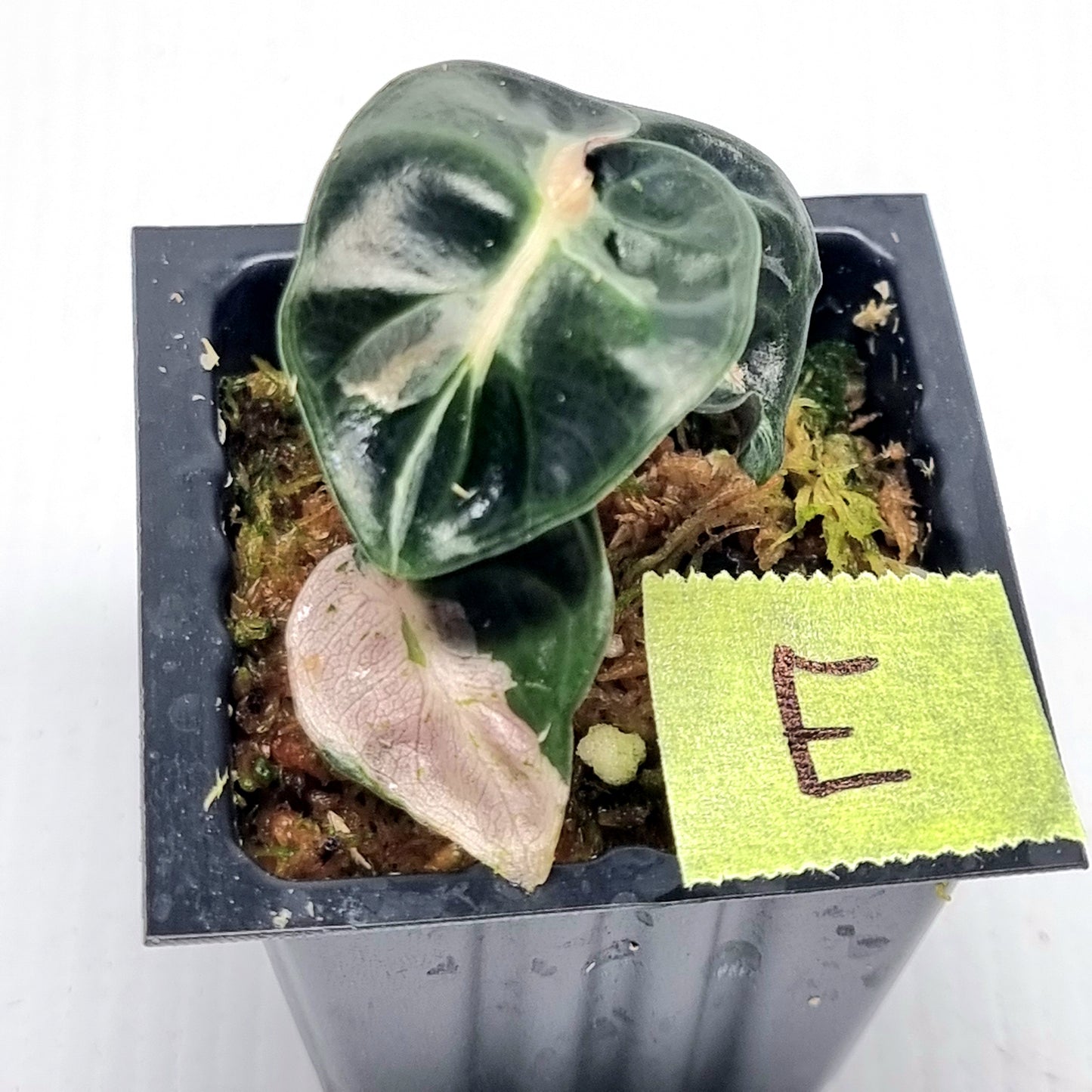 Alocasia Heart Balloon Pink Variegated