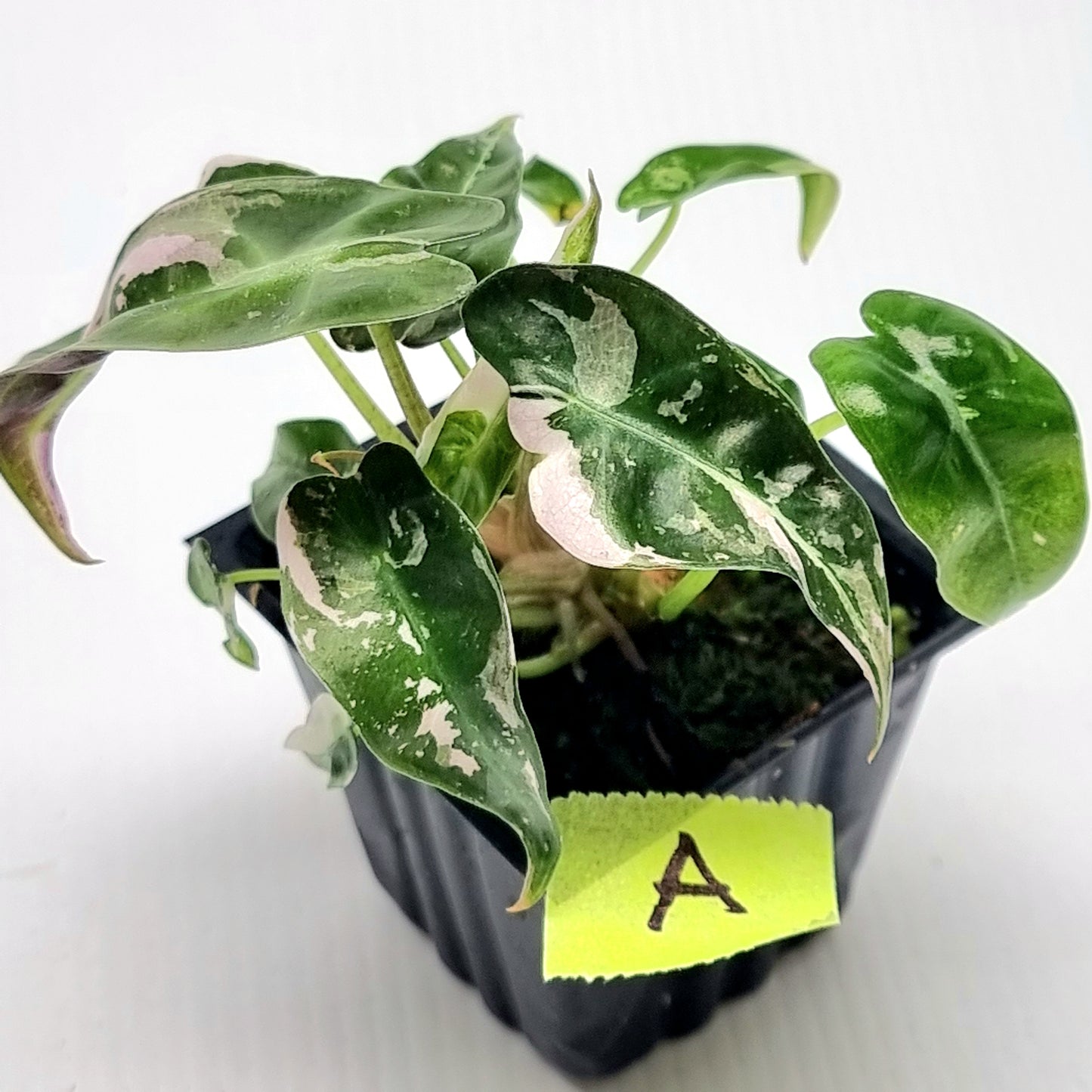 Alocasia Pink Swirl variegated