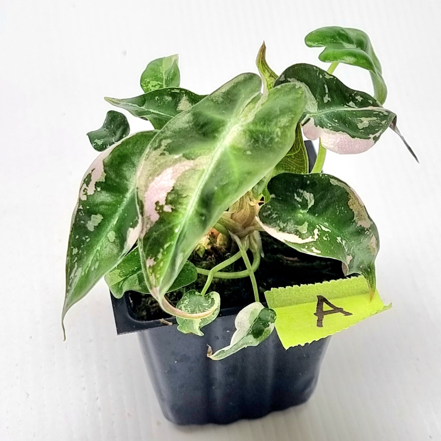 Alocasia Pink Swirl variegated