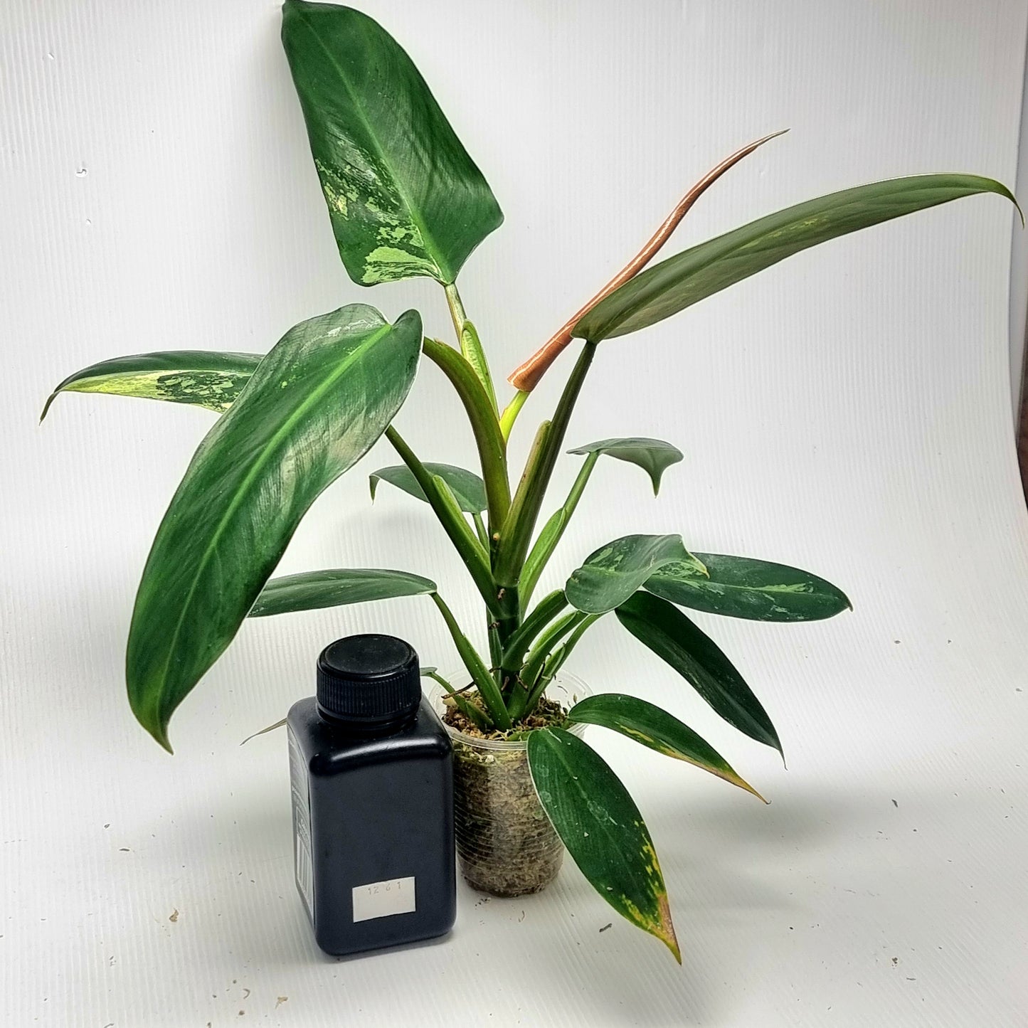 Philodendron Whipple Way LOW Variegated