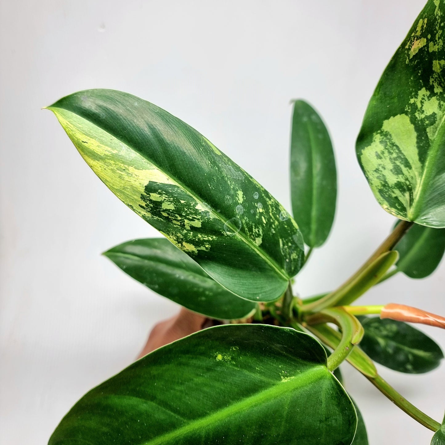 Philodendron Whipple Way LOW Variegated