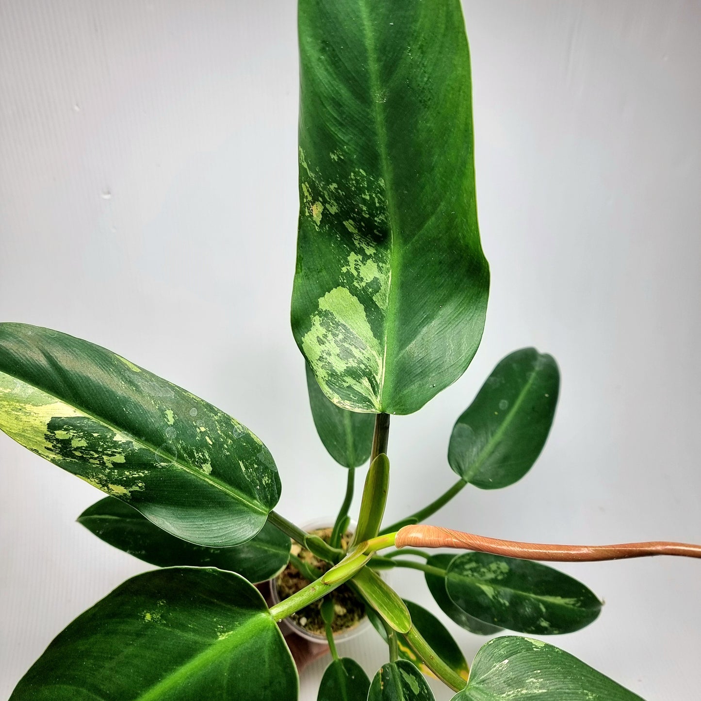 Philodendron Whipple Way LOW Variegated