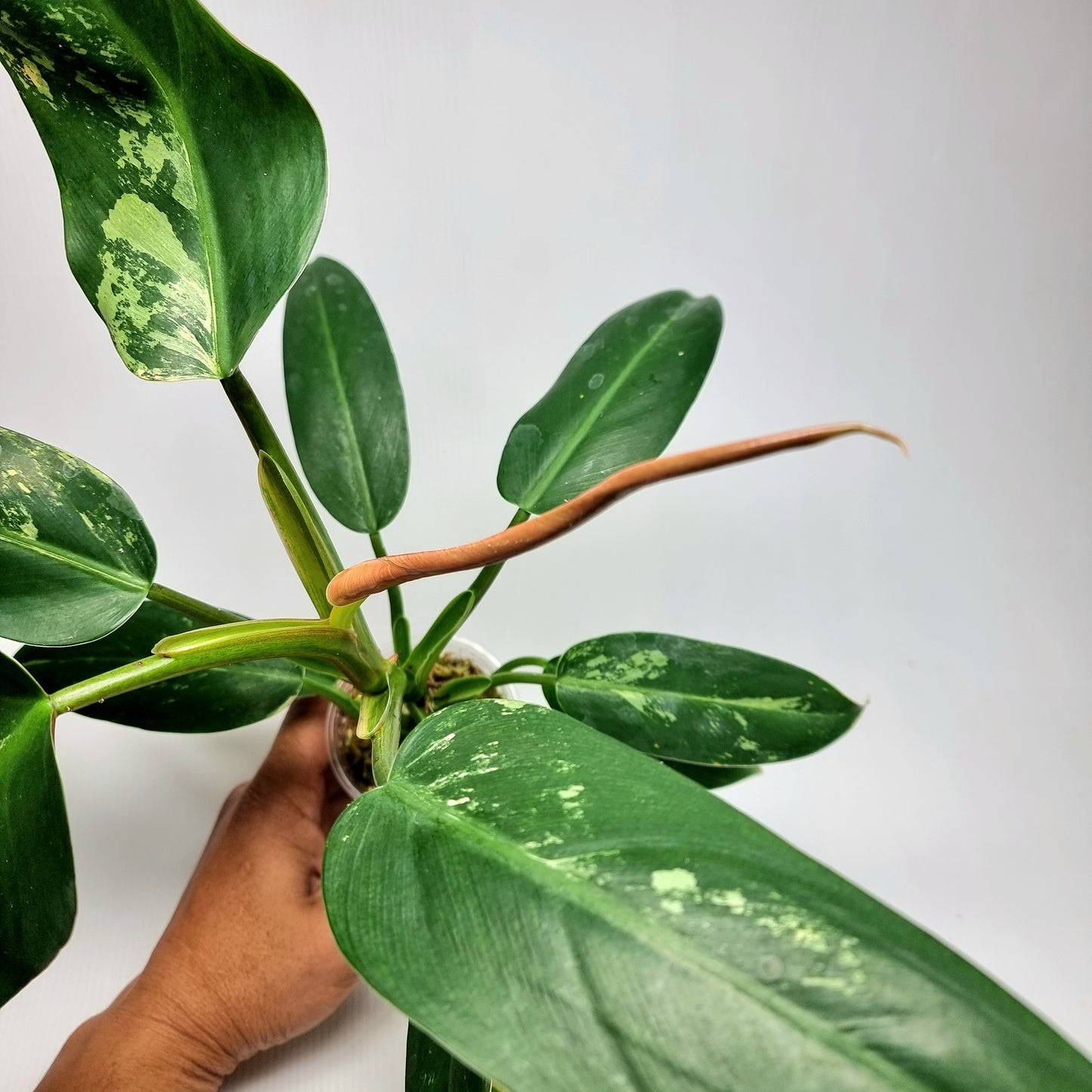 Philodendron Whipple Way LOW Variegated
