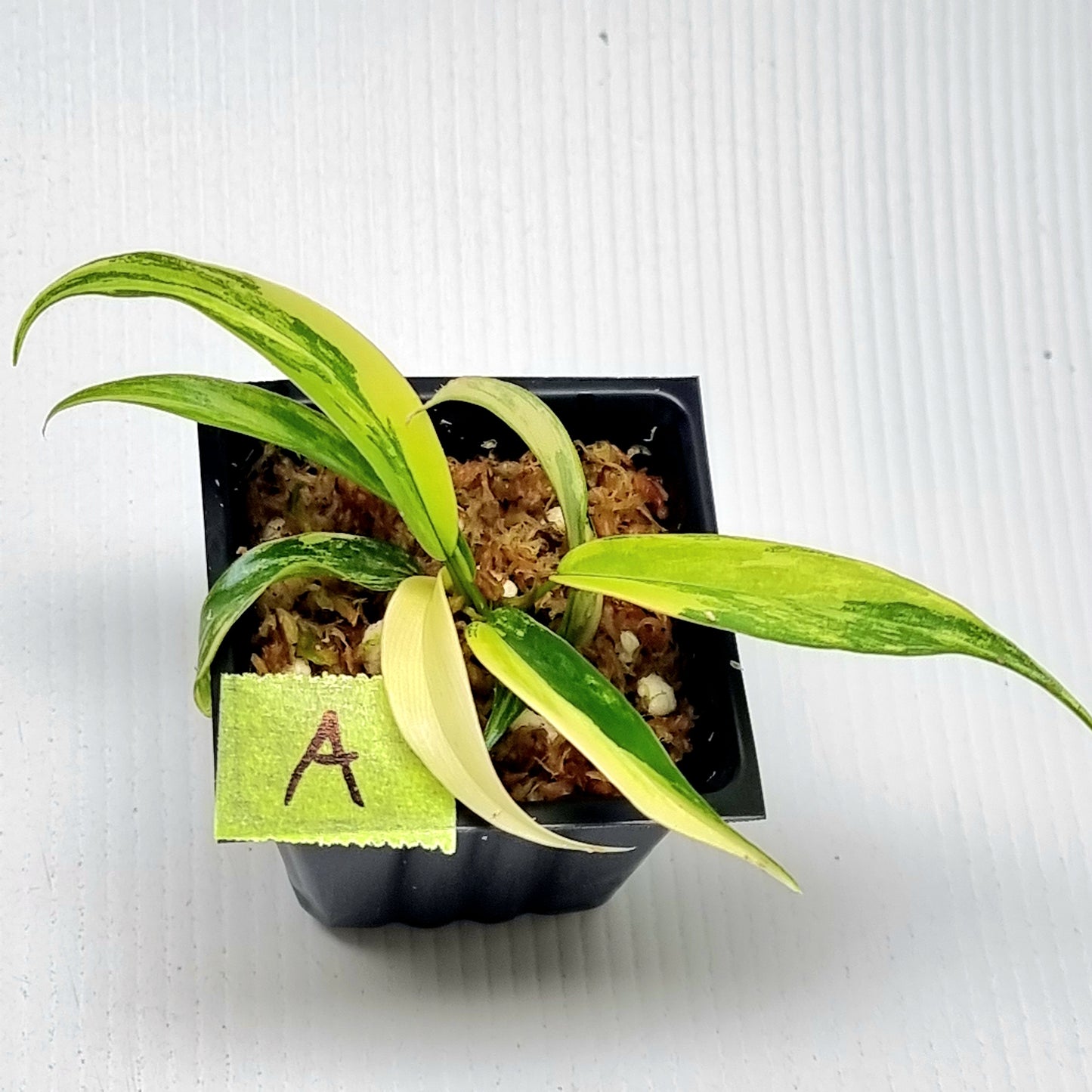 Philodendron Florida Beauty x P. tortum Variegated
