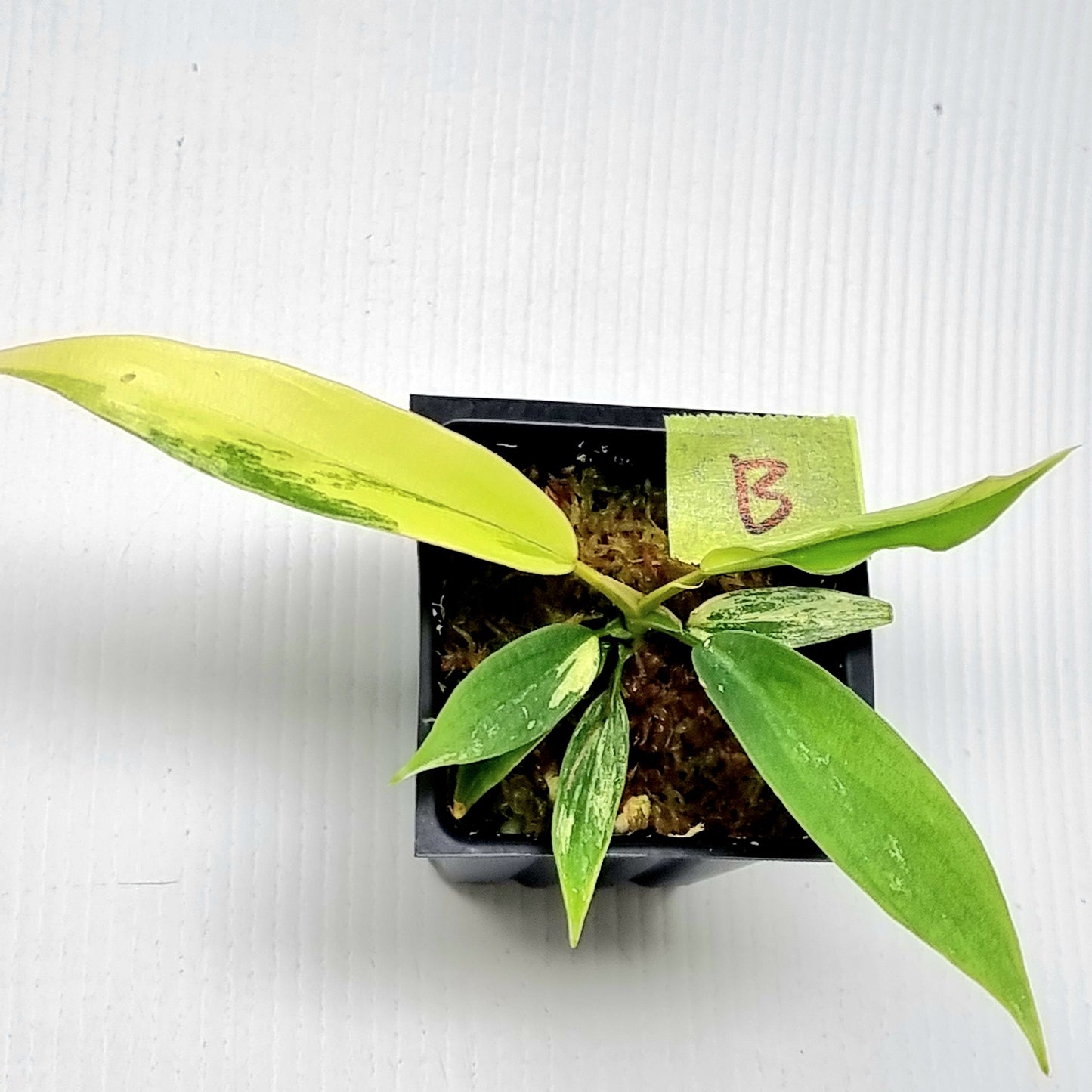 Philodendron Florida Beauty x P. tortum Variegated