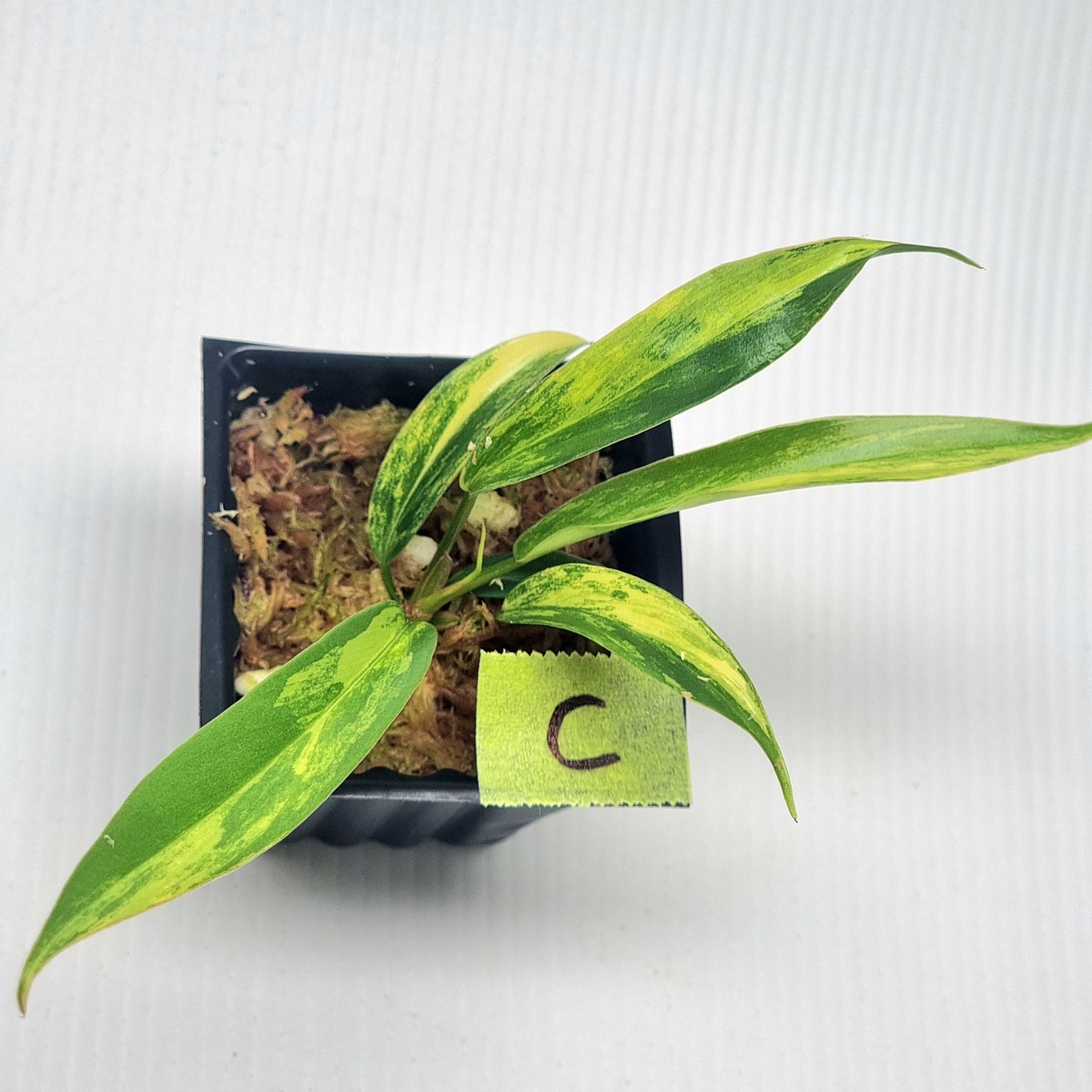 Philodendron Florida Beauty x P. tortum Variegated