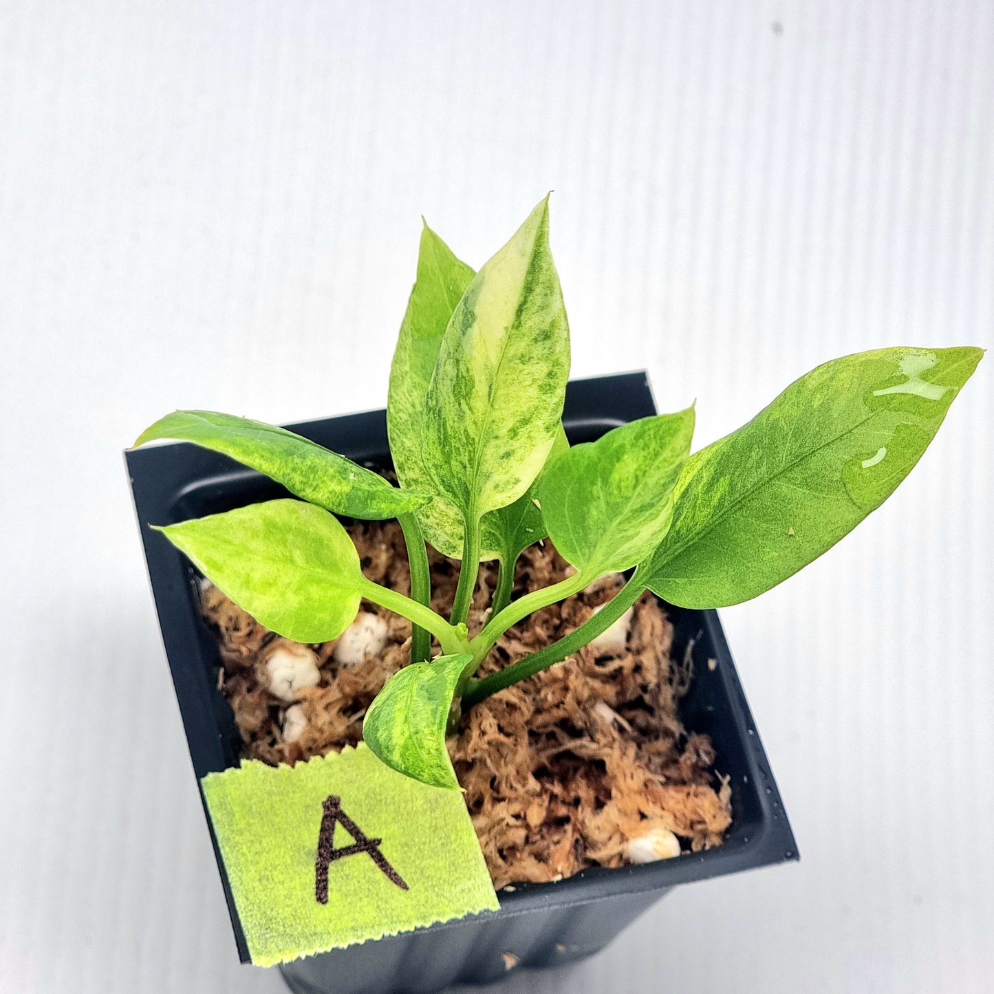 Anthurium vittariifolium Variegated