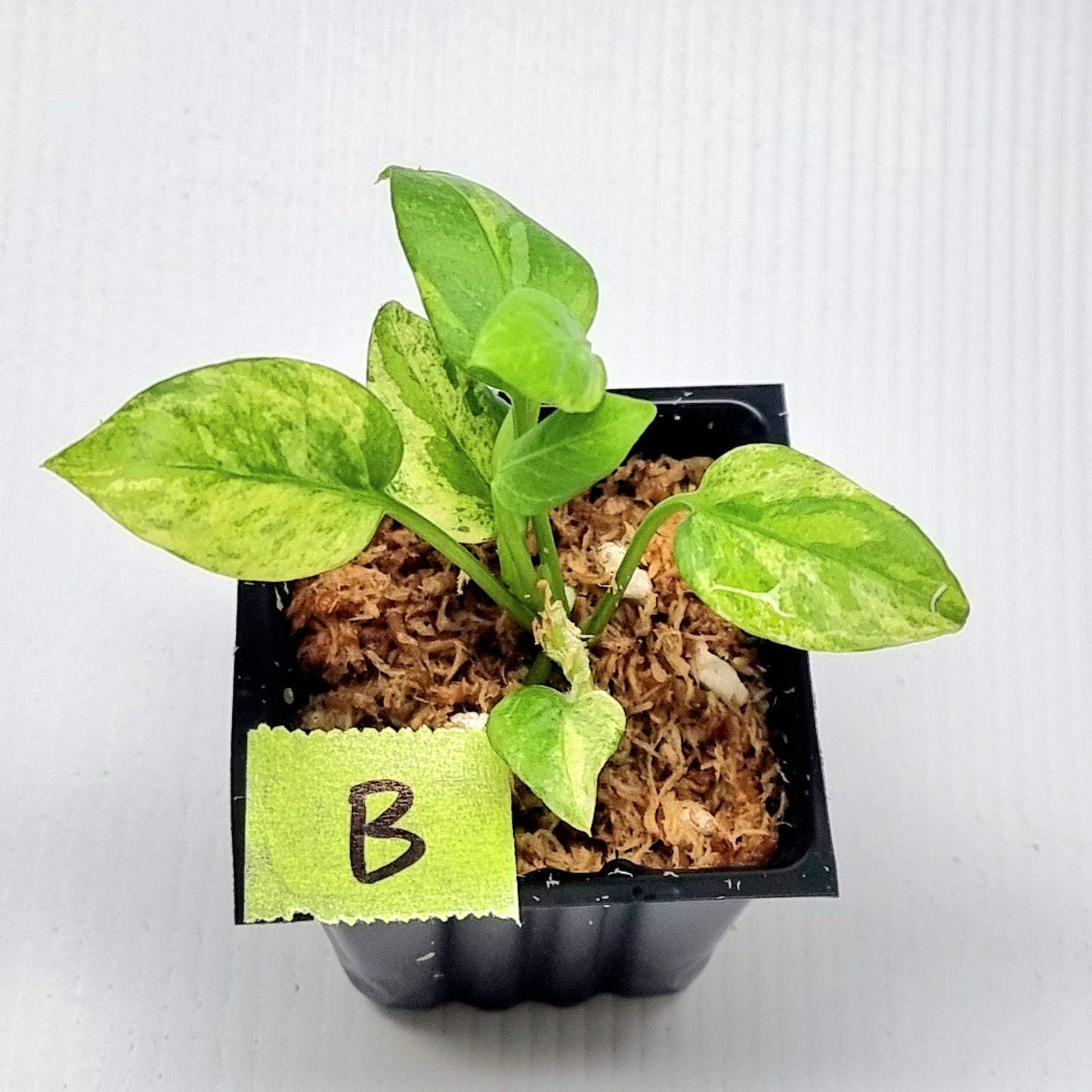 Anthurium vittariifolium Variegated