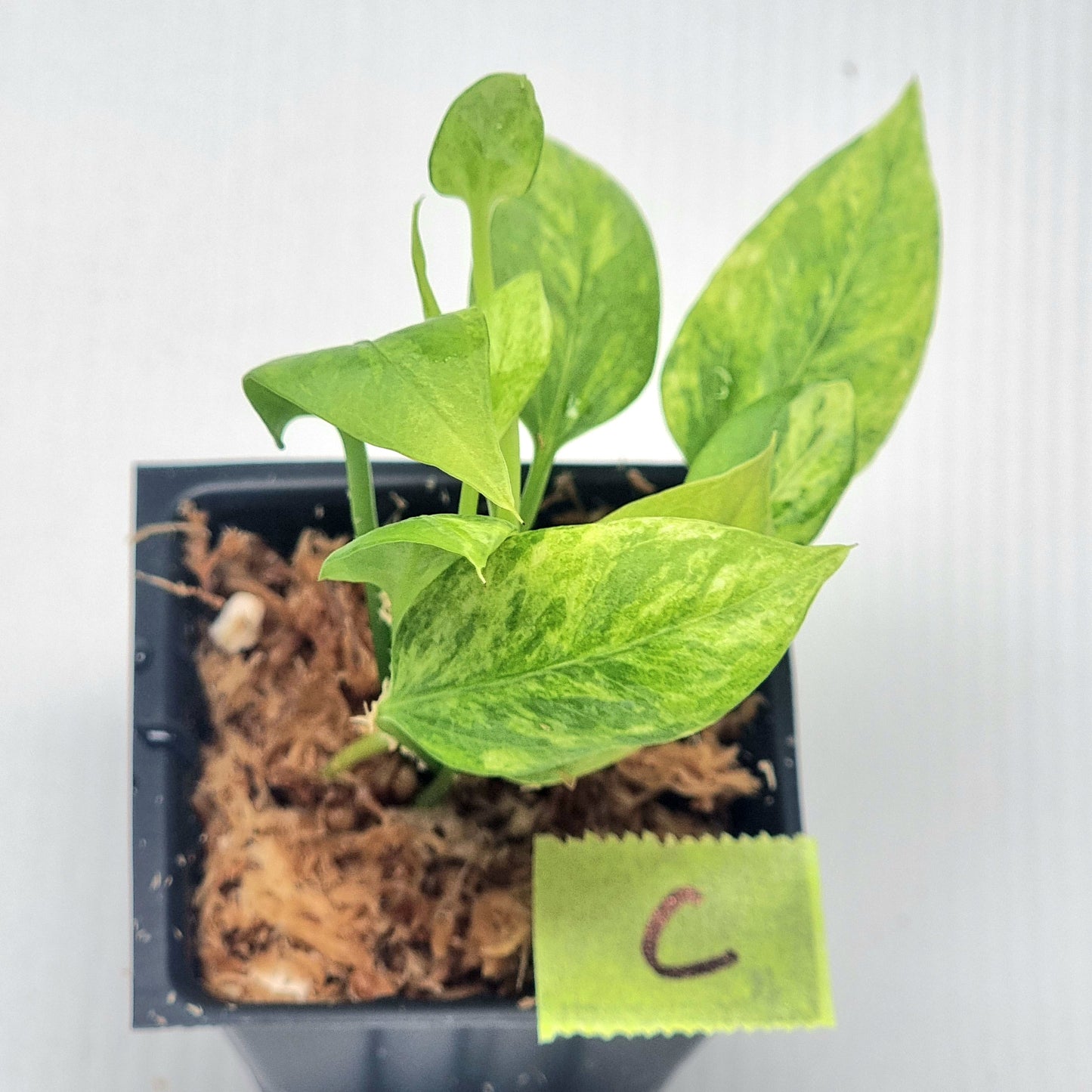 Anthurium vittariifolium Variegated