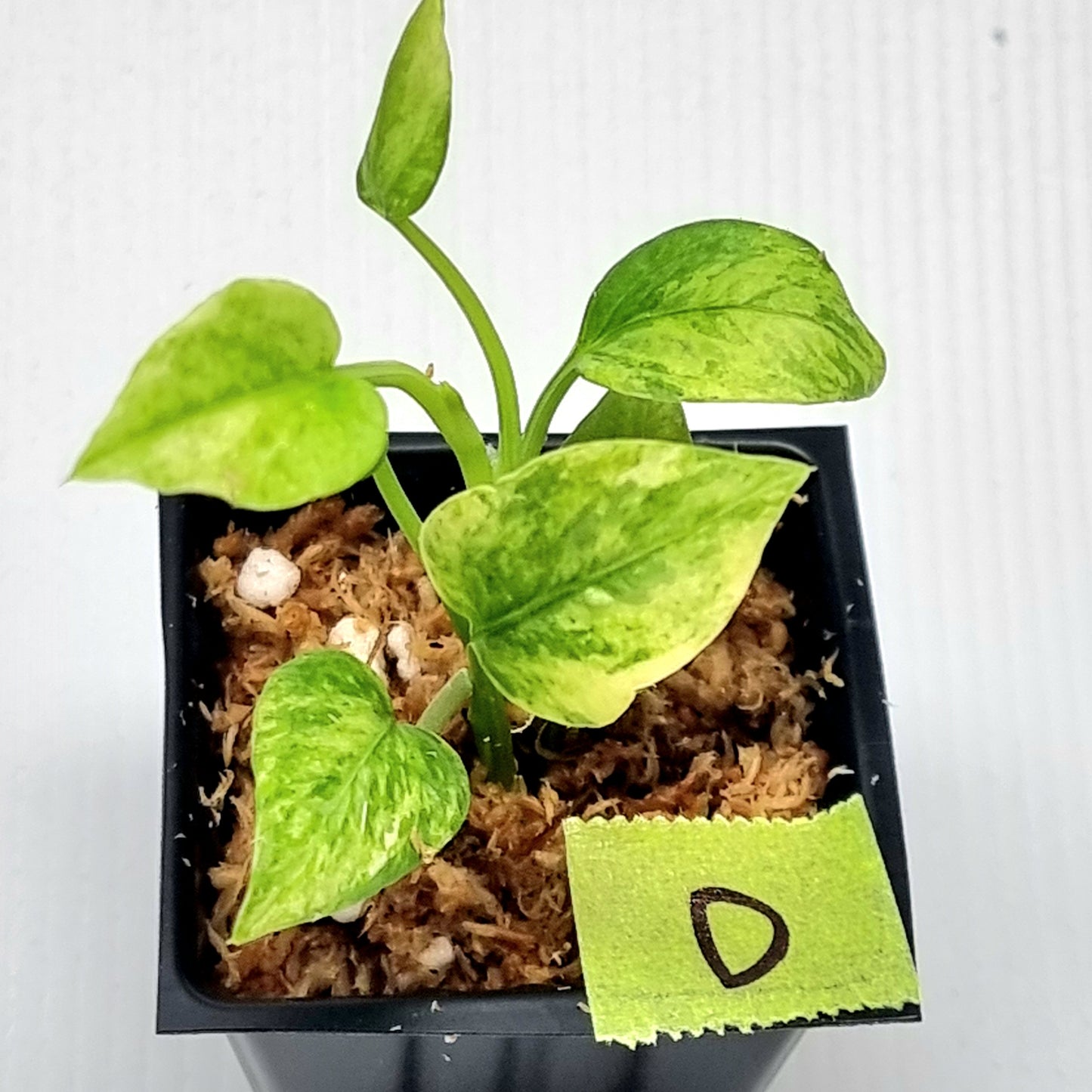 Anthurium vittariifolium Variegated
