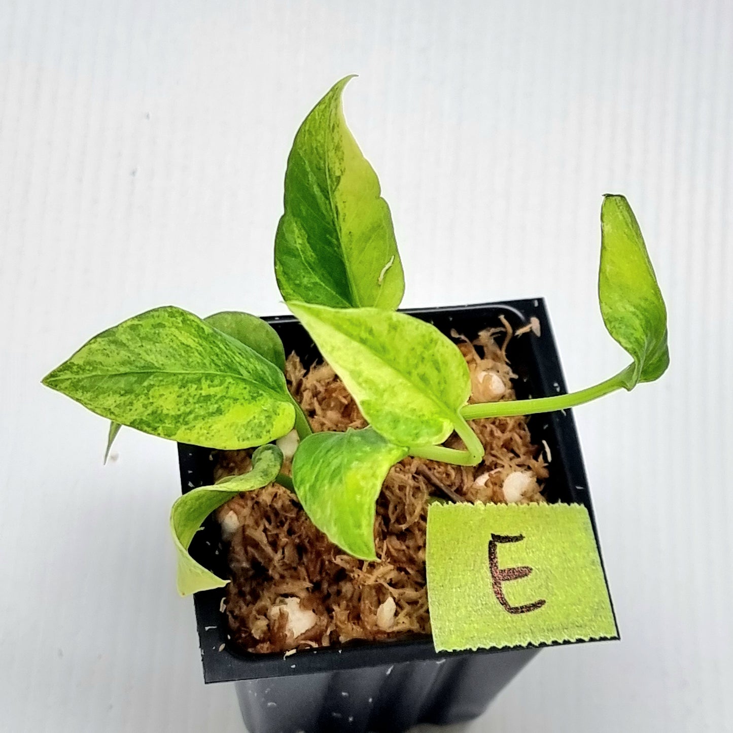 Anthurium vittariifolium Variegated