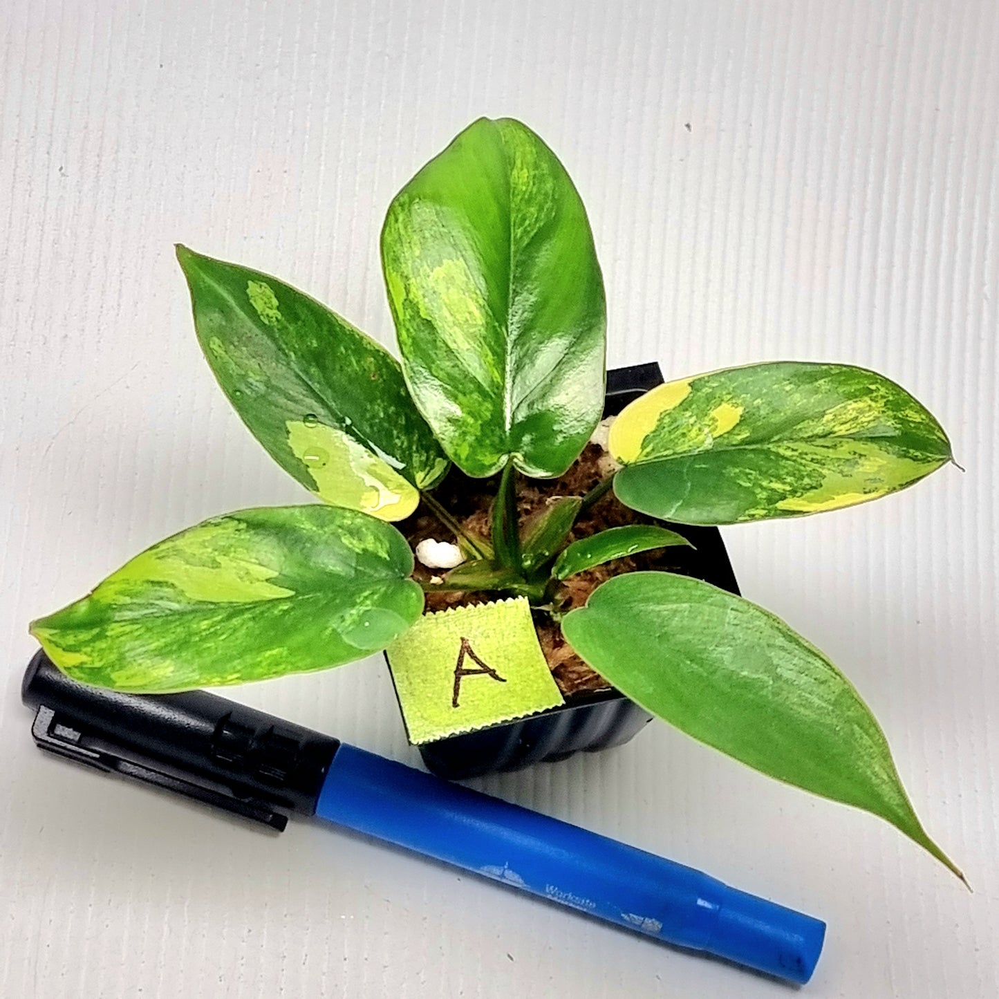 Philodendron Florida Beauty x P. mayoi Variegated