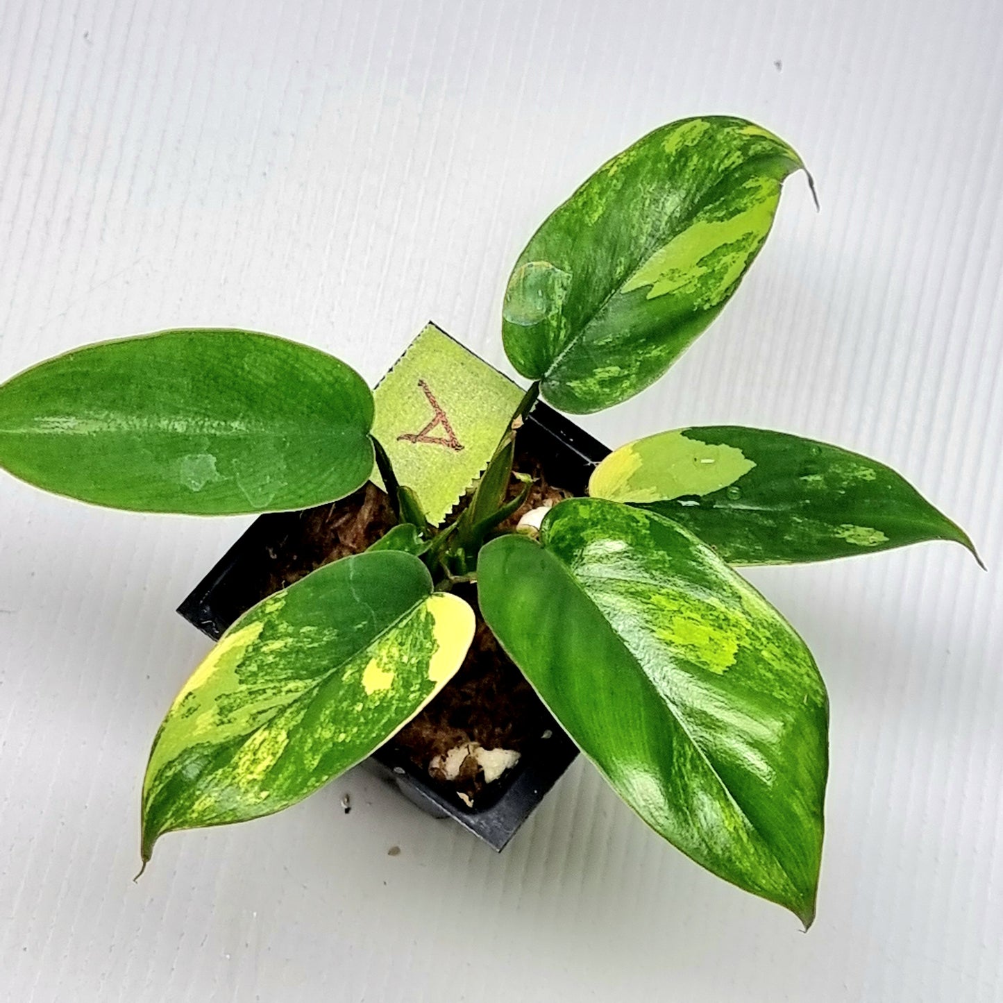 Philodendron Florida Beauty x P. mayoi Variegated