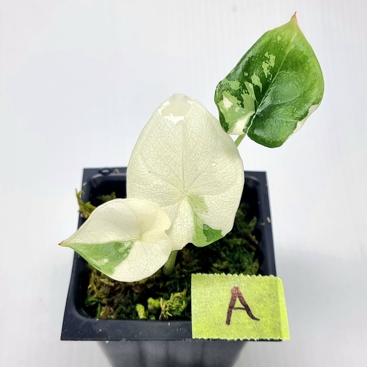 Alocasia melo Albo variegated