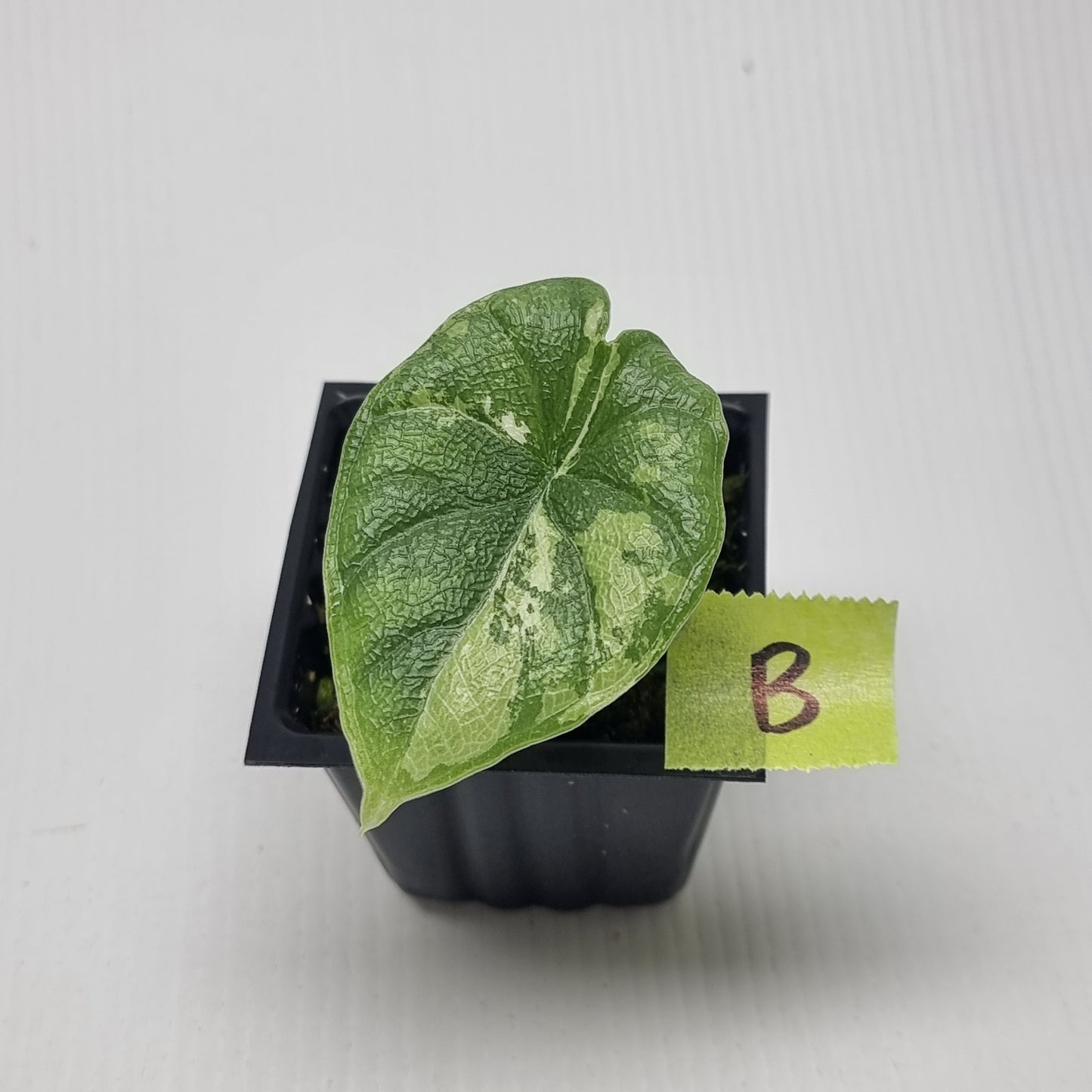 Alocasia melo Albo variegated