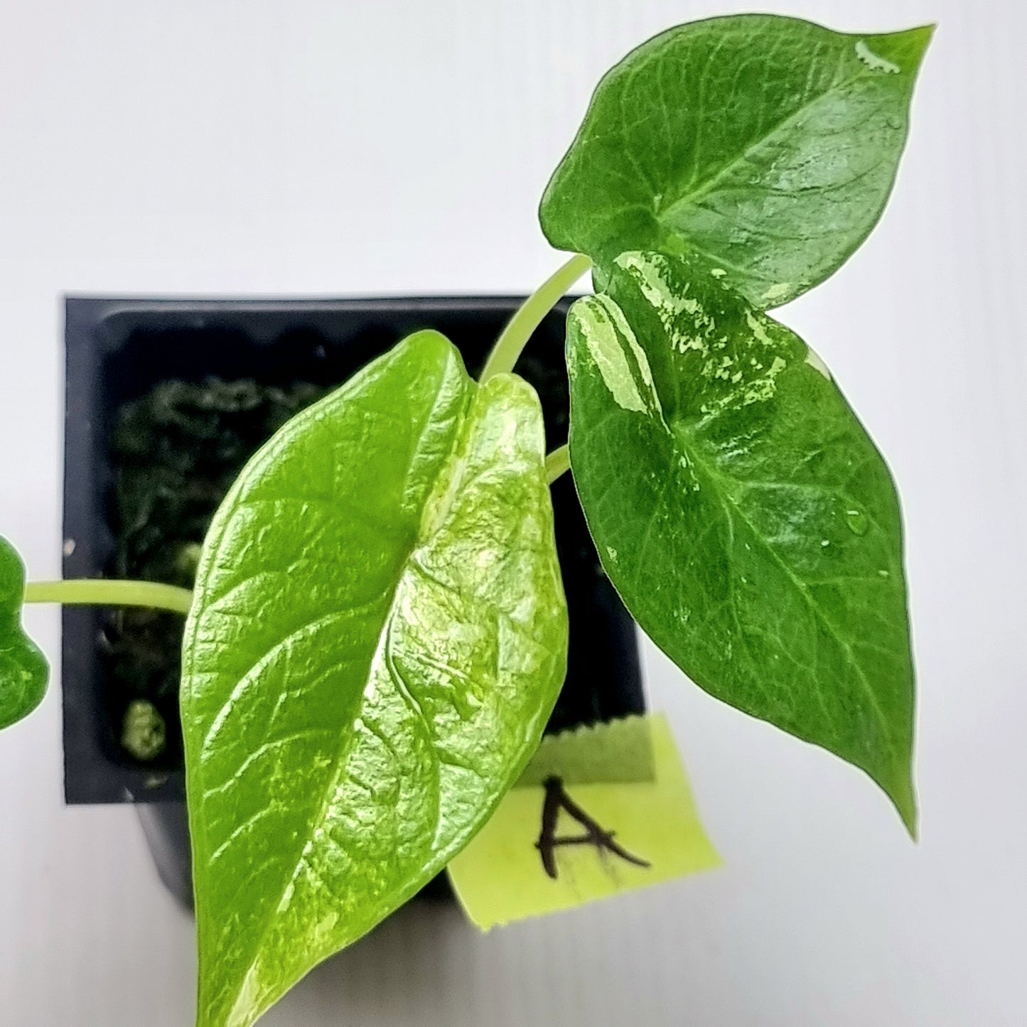 Alocasia scalprum Albo Variegated