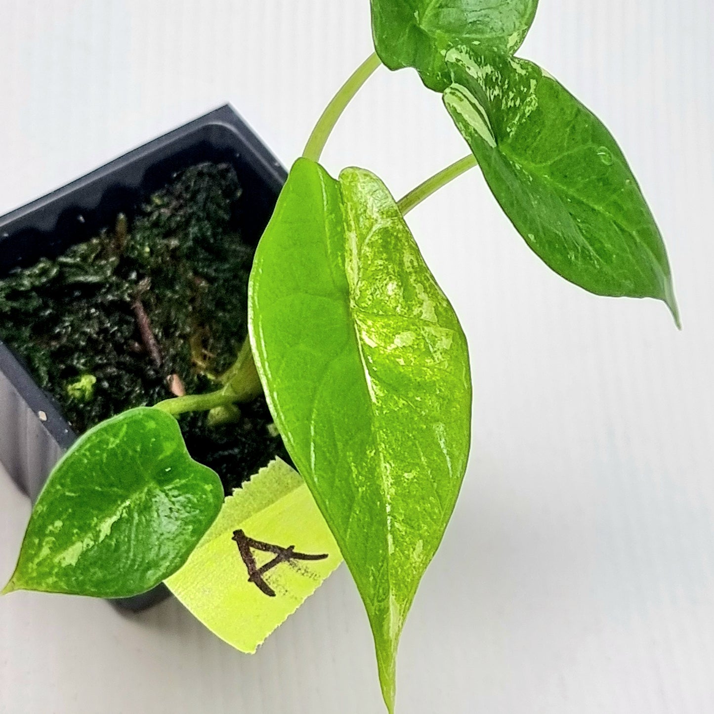 Alocasia scalprum Albo Variegated