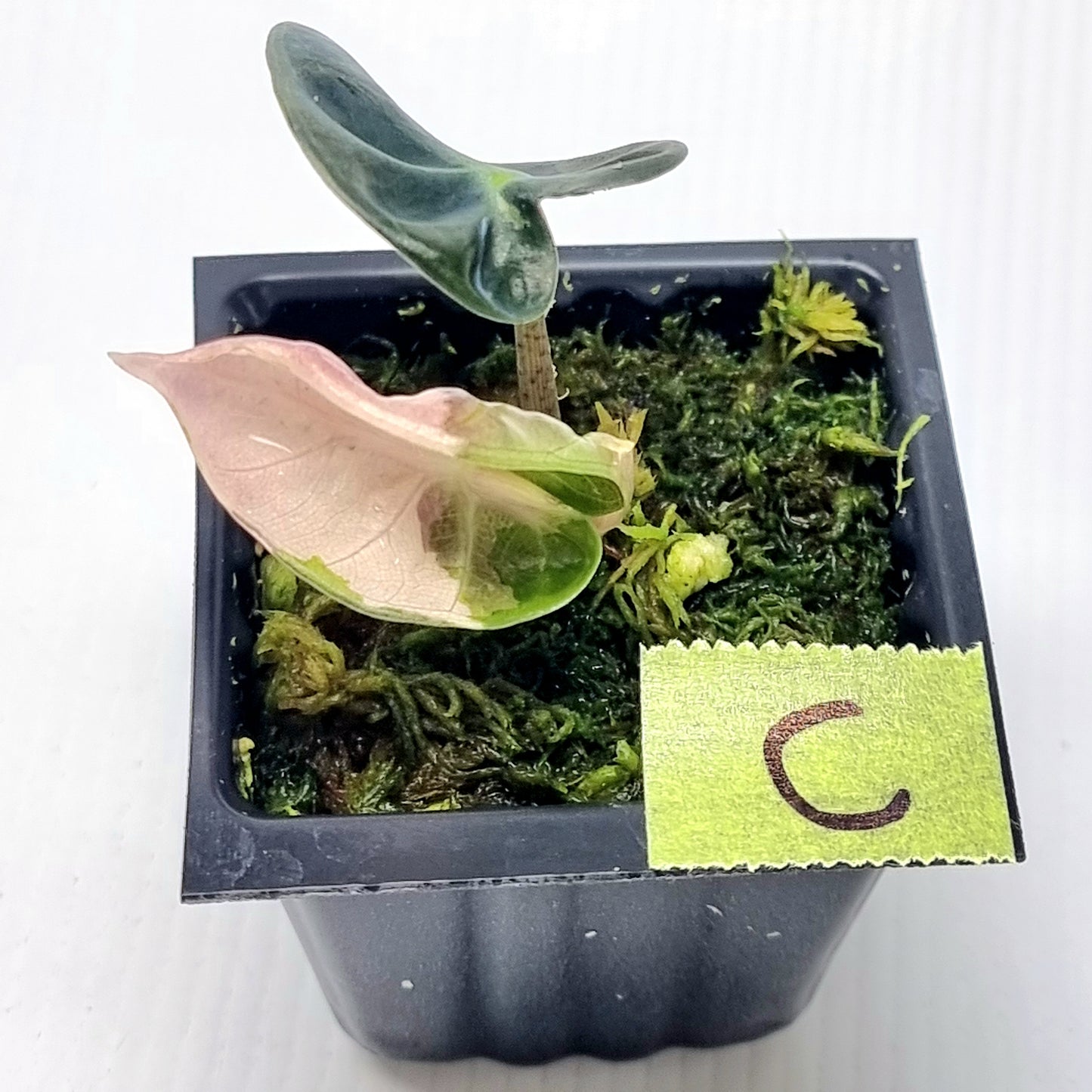Alocasia Heart Balloon Pink Variegated