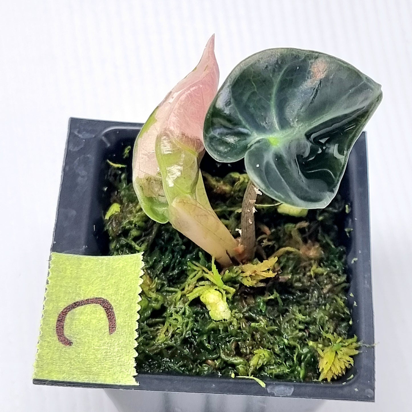 Alocasia Heart Balloon Pink Variegated