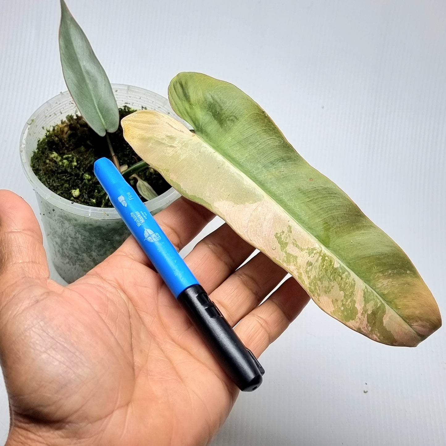 Philodendron atabapoense Pink Marble Variegated