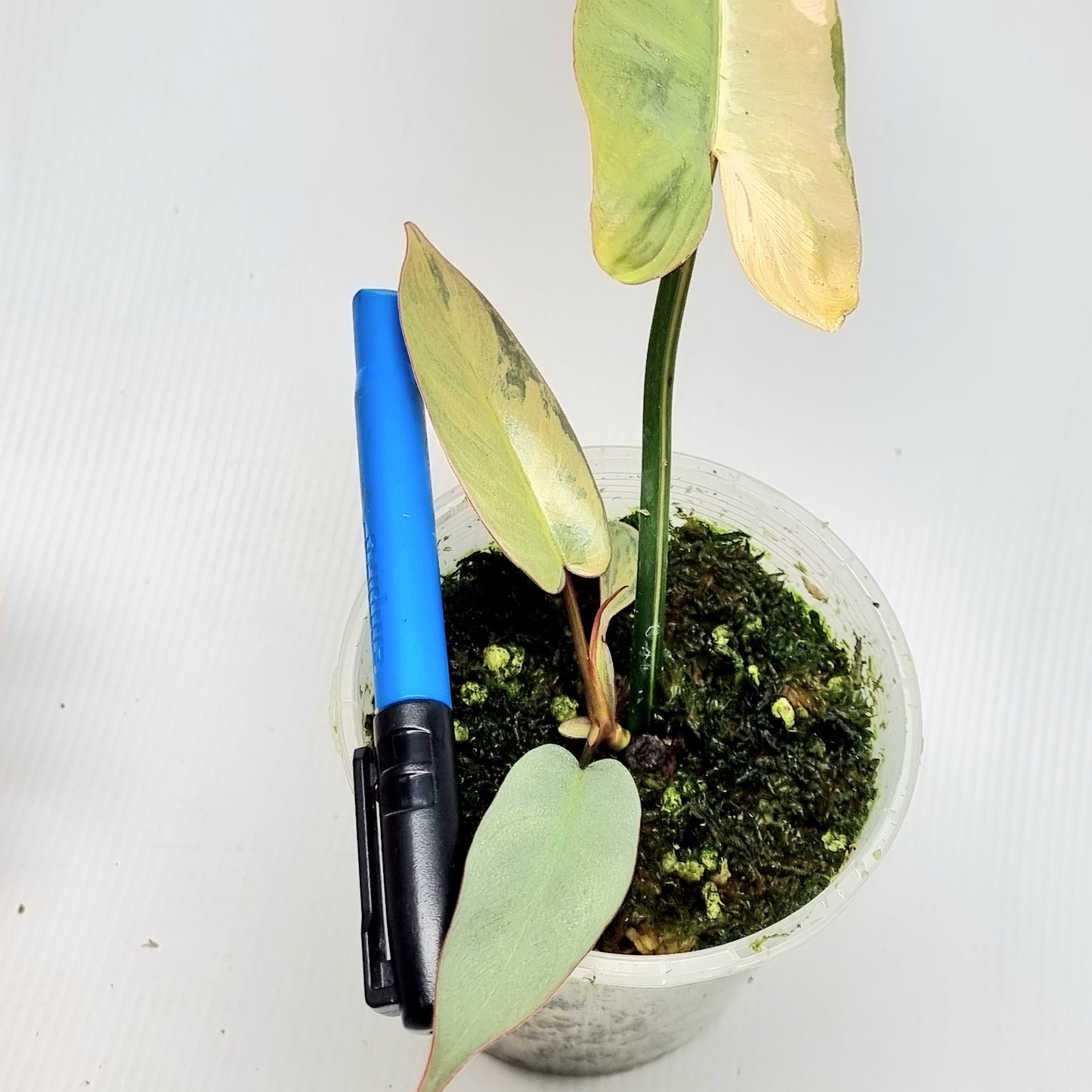 Philodendron atabapoense Pink Marble Variegated