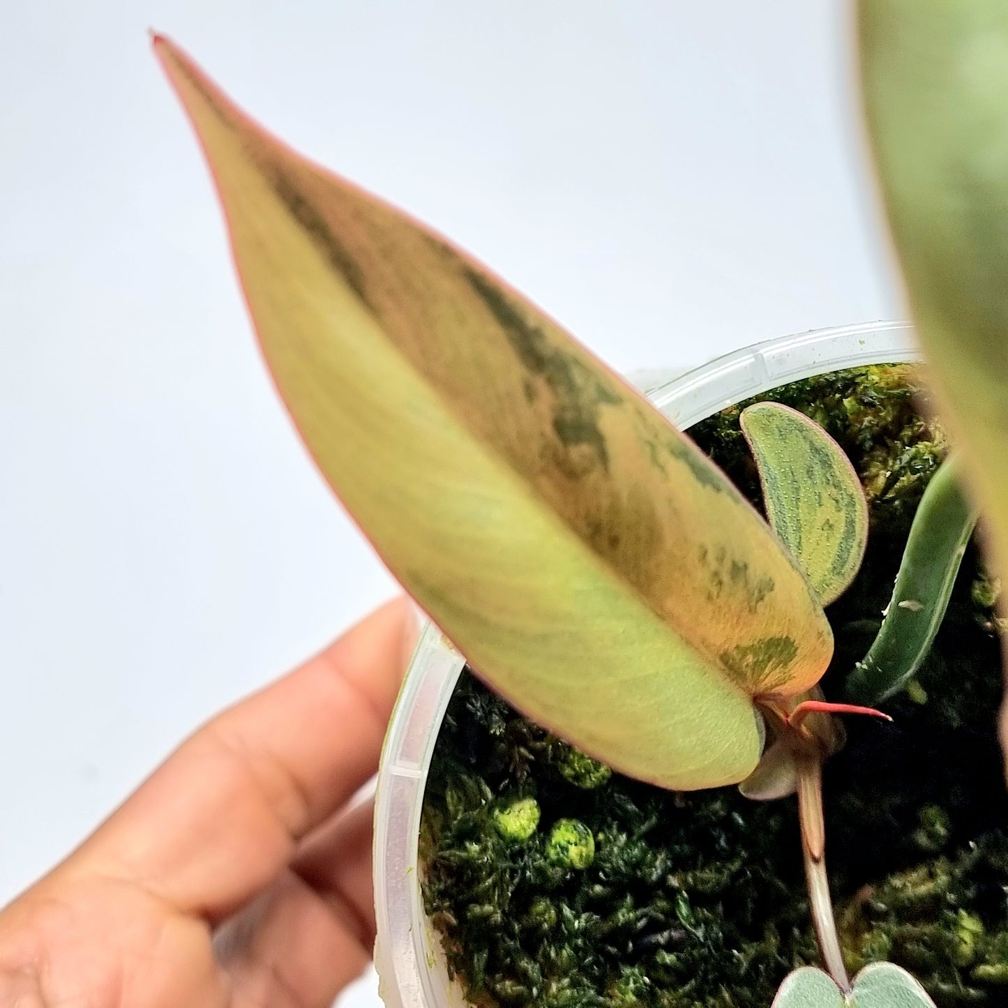 Philodendron atabapoense Pink Marble Variegated
