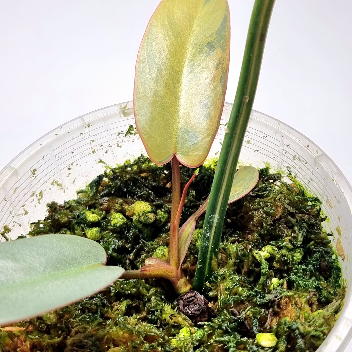 Philodendron atabapoense Pink Marble Variegated