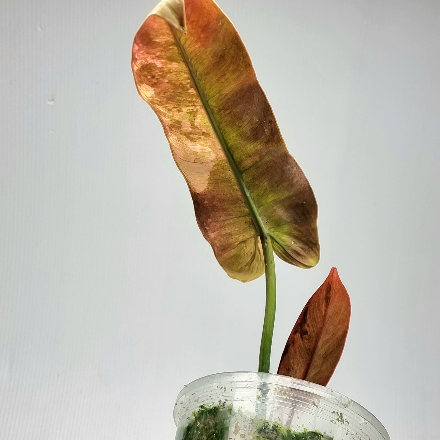 Philodendron atabapoense Pink Marble Variegated