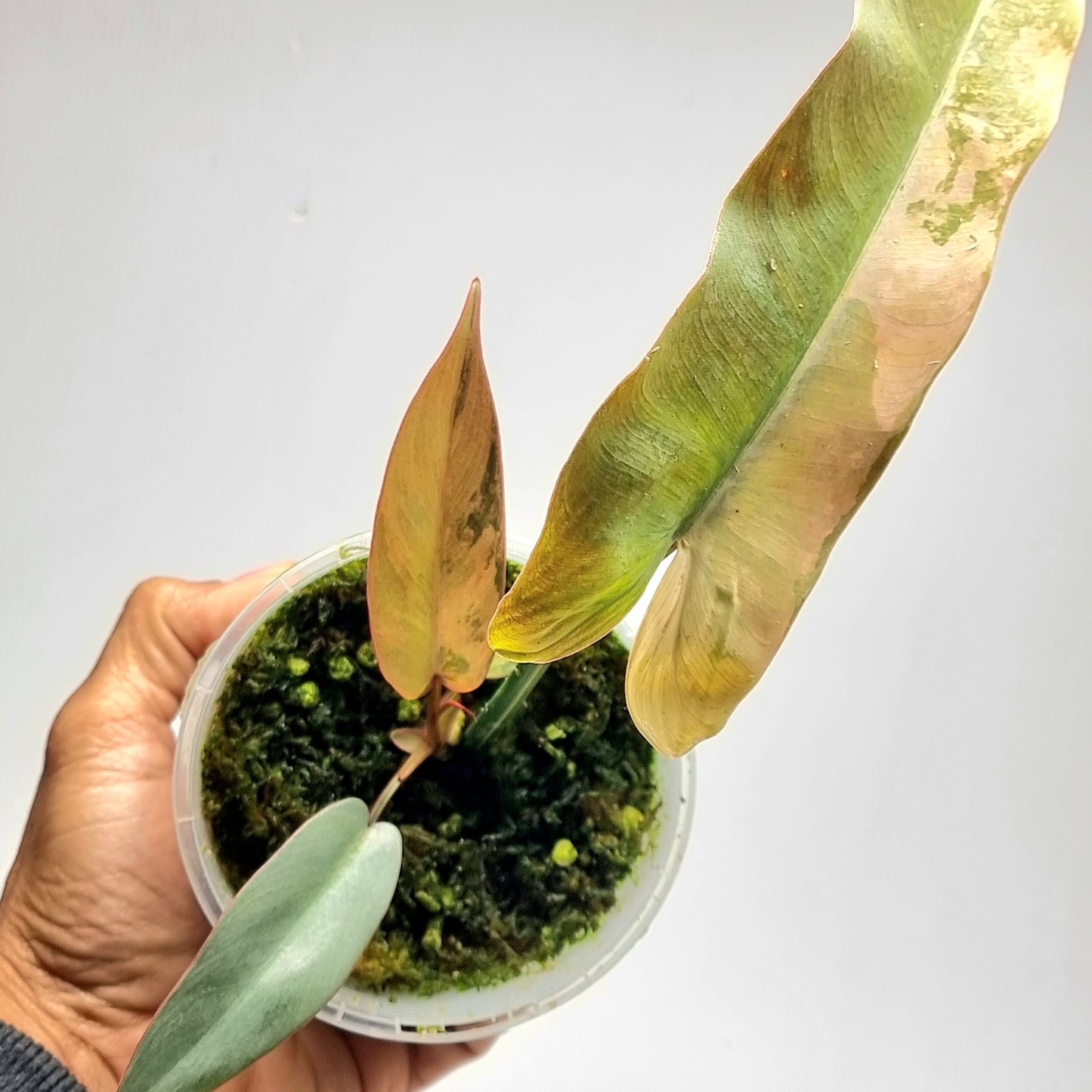 Philodendron atabapoense Pink Marble Variegated