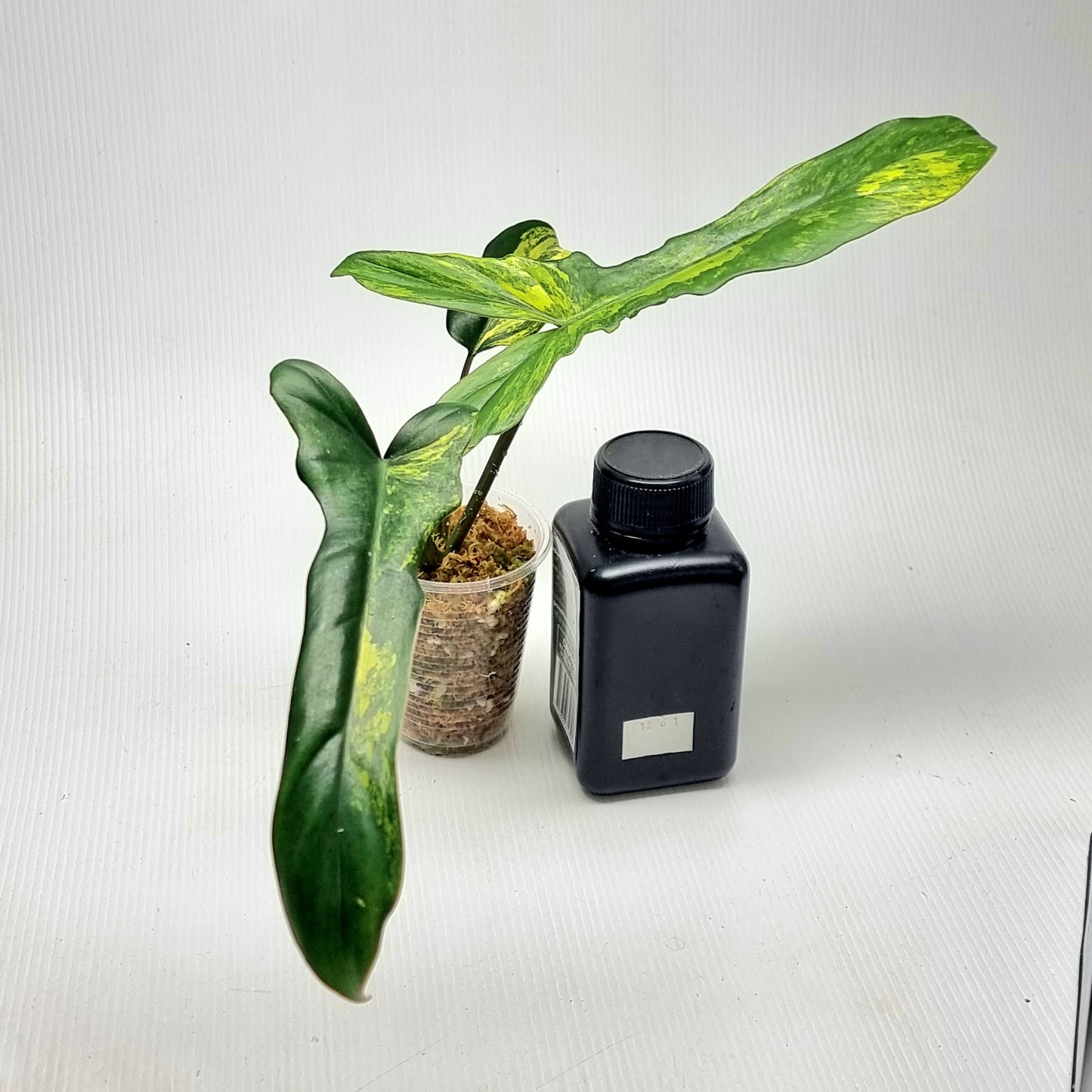 Philodendron Chaos
