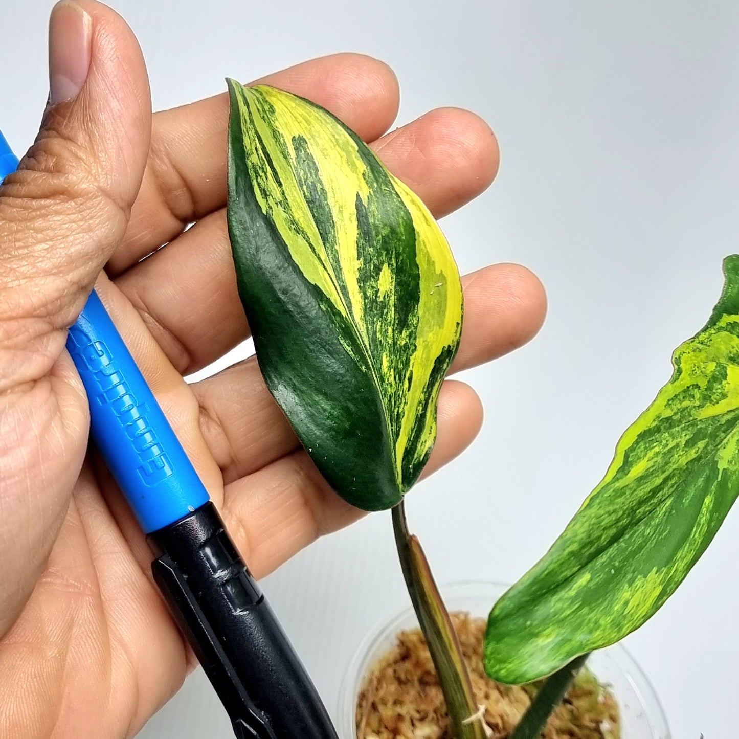 Philodendron Chaos