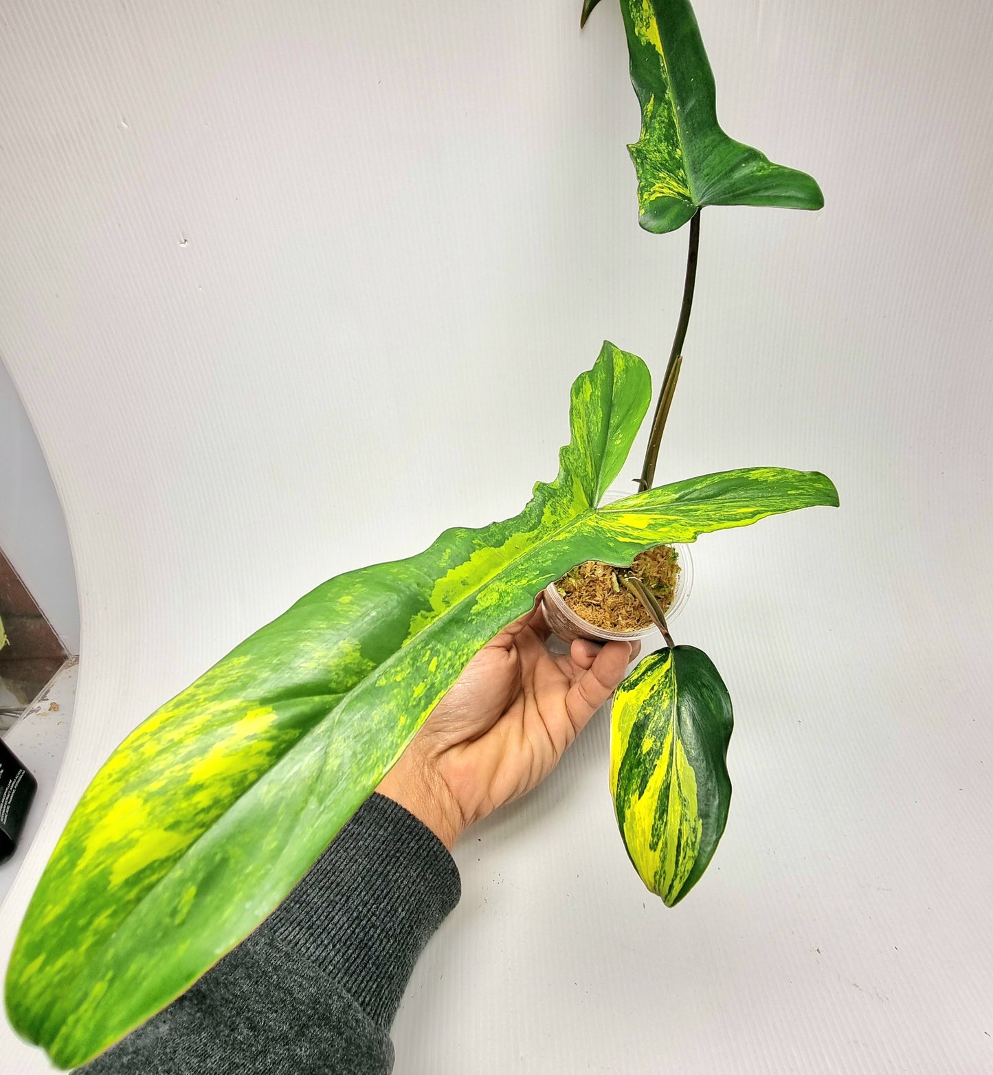 Philodendron Chaos