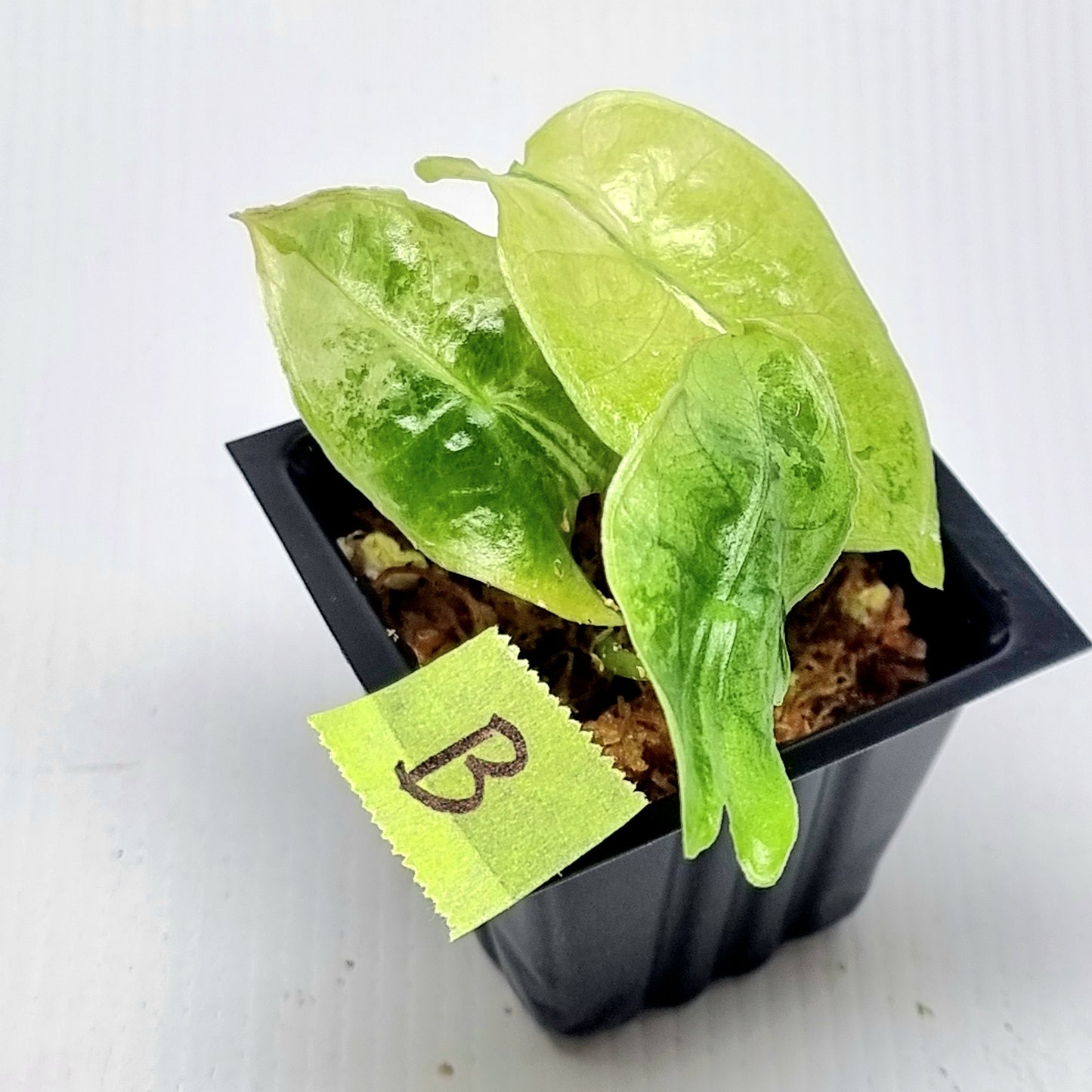 Alocasia longiloba sp Borneo Albo Variegated Narrow