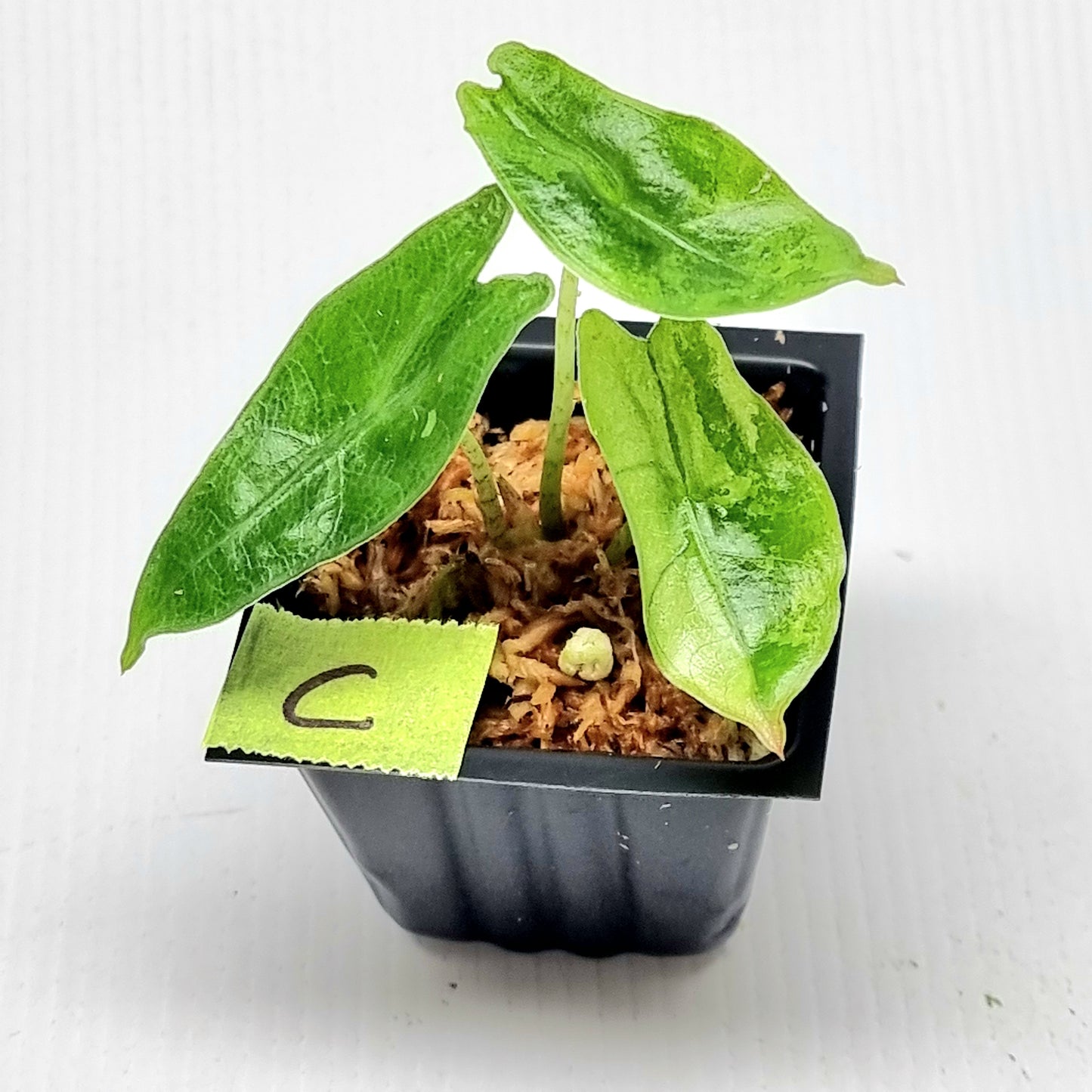 Alocasia longiloba sp Borneo Albo Variegated Narrow
