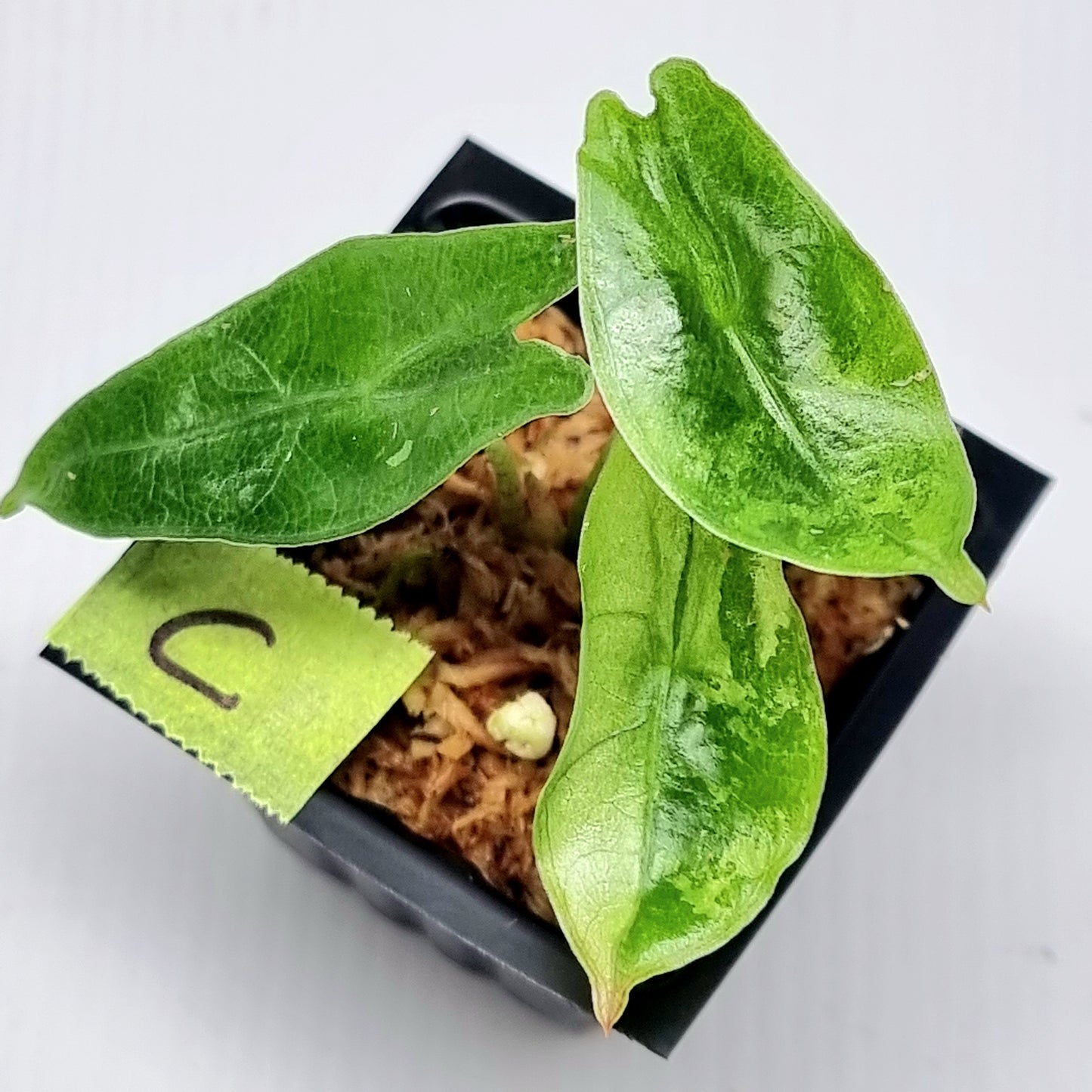 Alocasia longiloba sp Borneo Albo Variegated Narrow