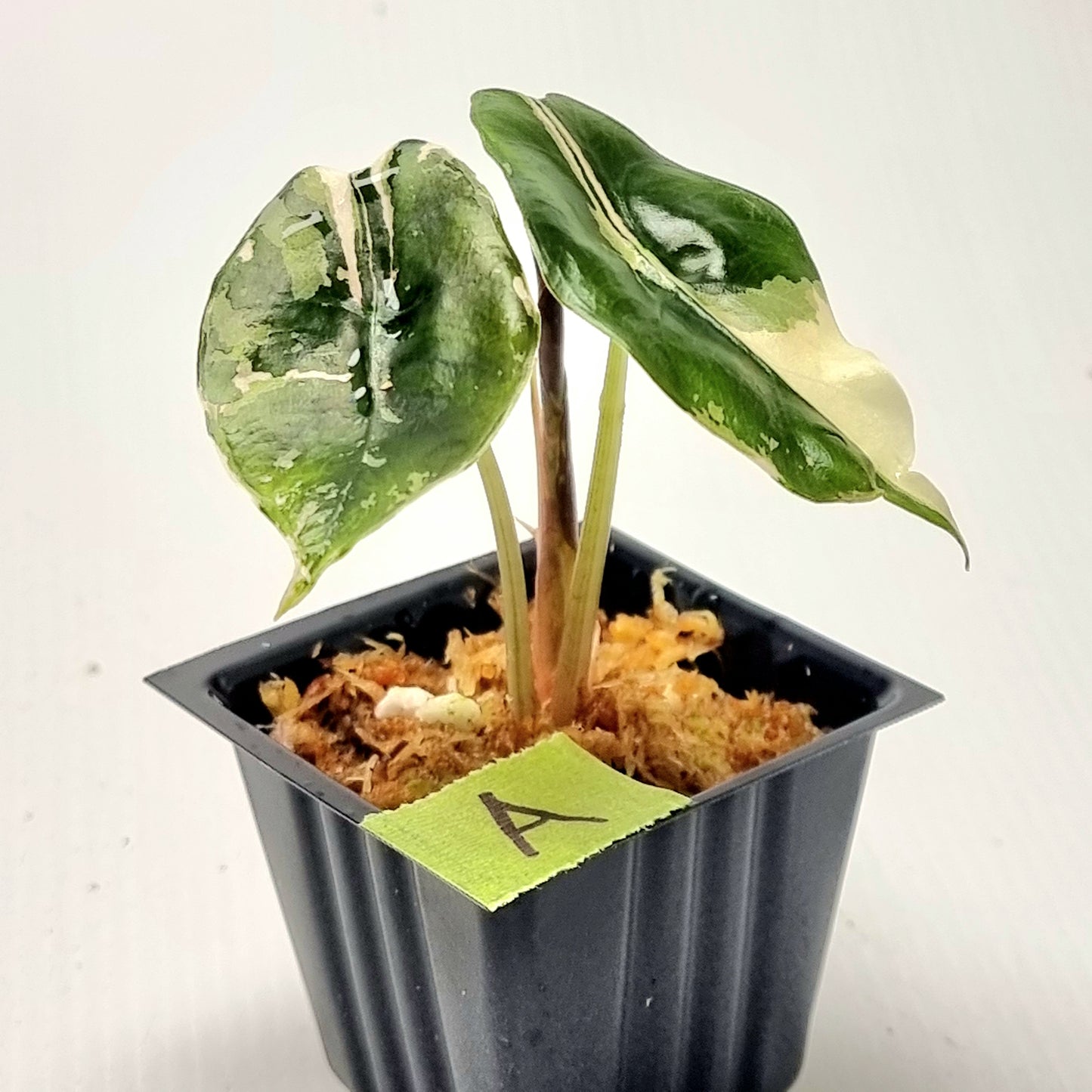Alocasia Chantrieri Pink Variegated