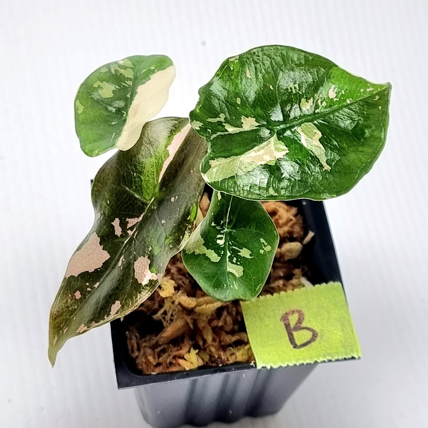 Alocasia Chantrieri Pink Variegated