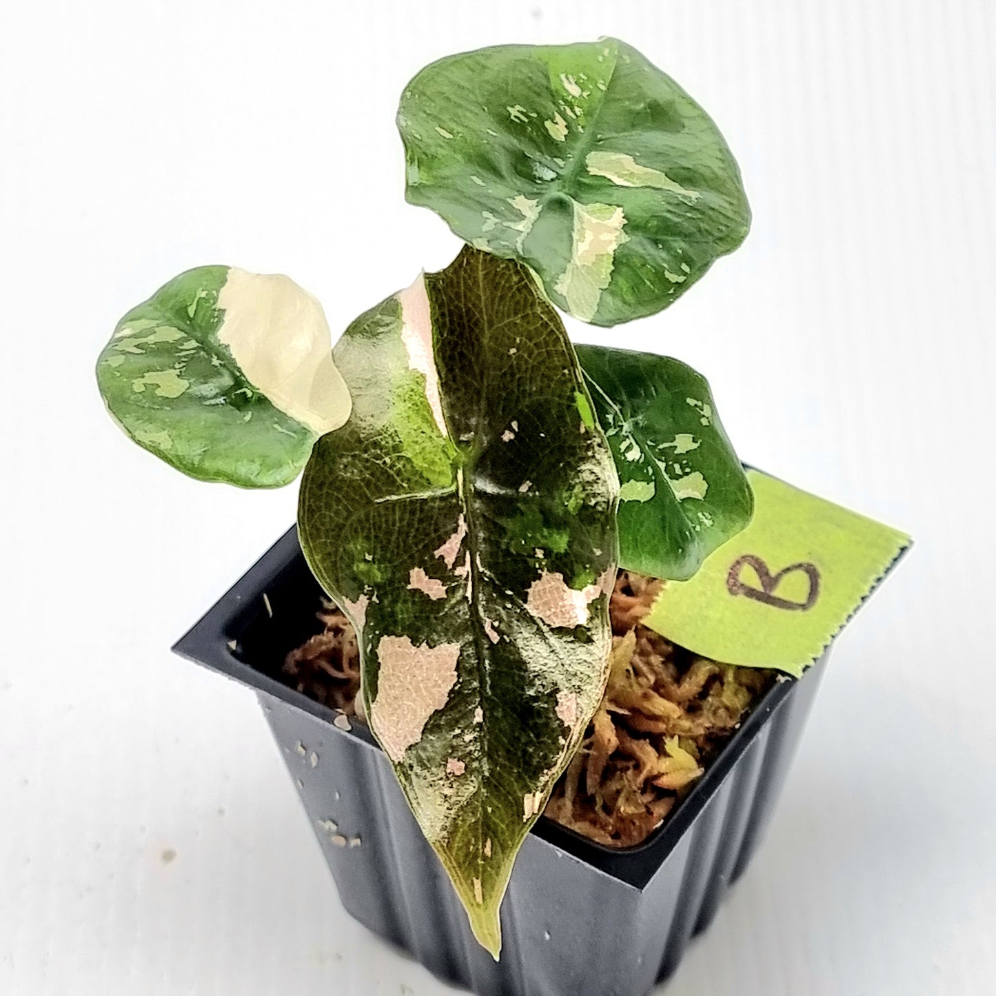 Alocasia Chantrieri Pink Variegated