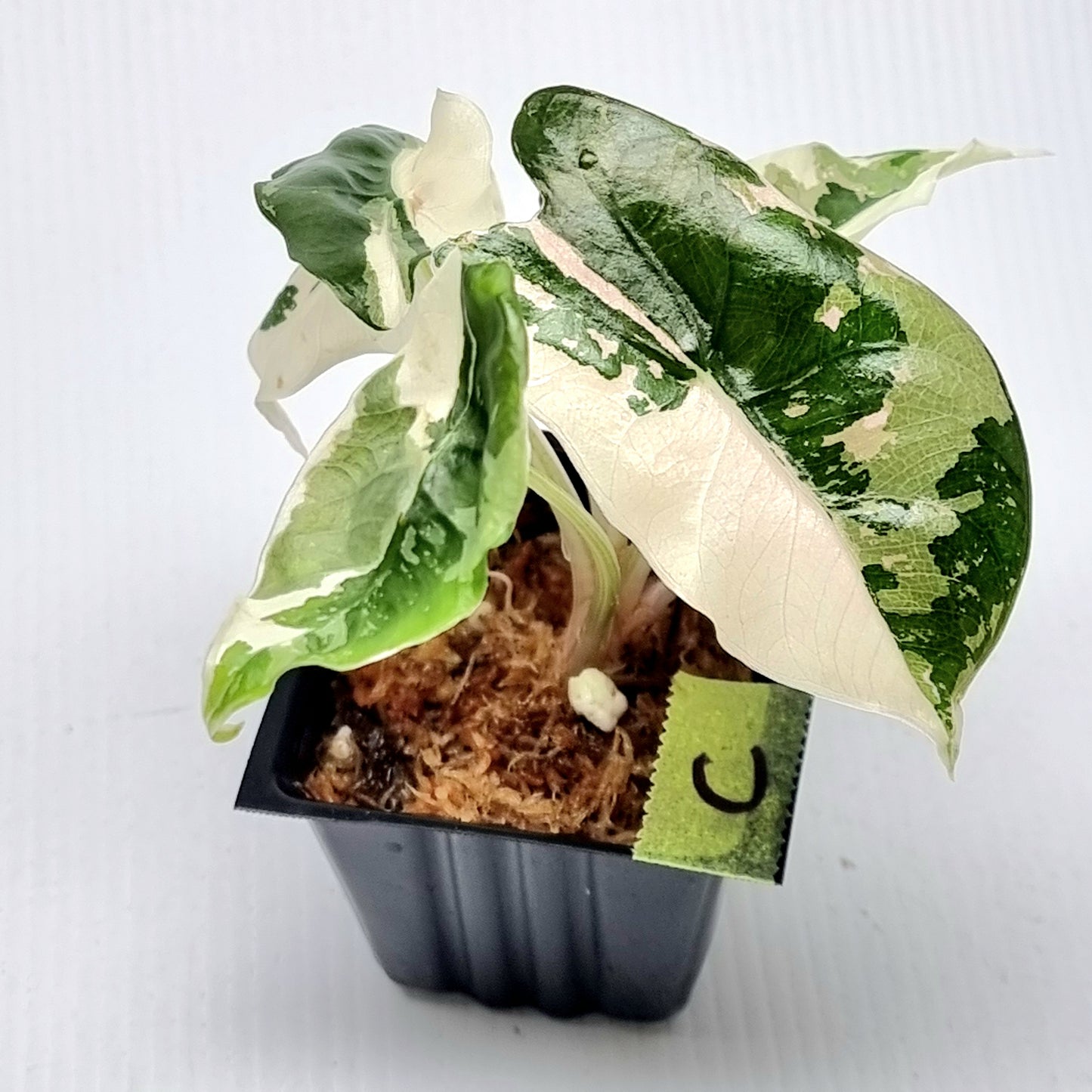 Alocasia Chantrieri Pink Variegated