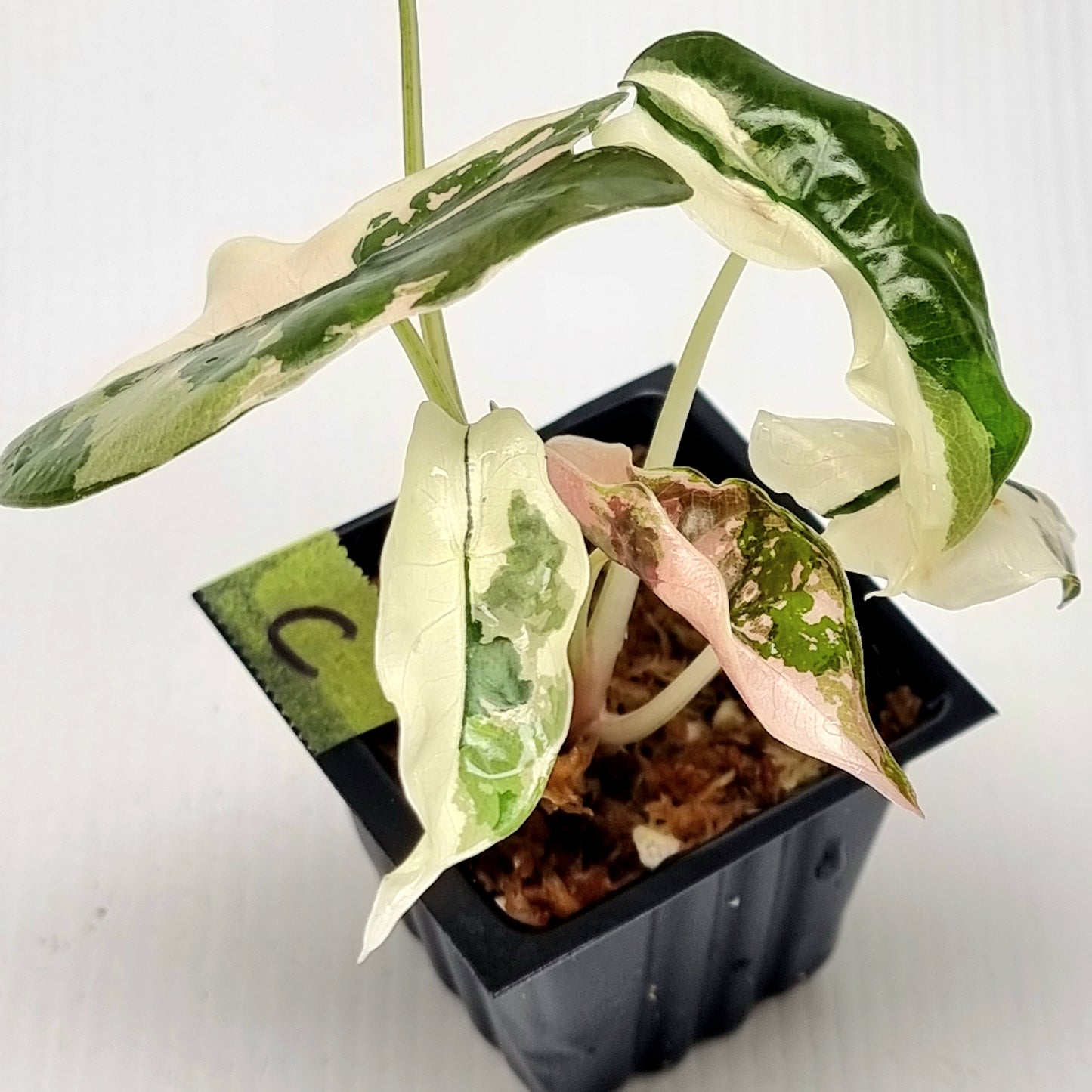 Alocasia Chantrieri Pink Variegated